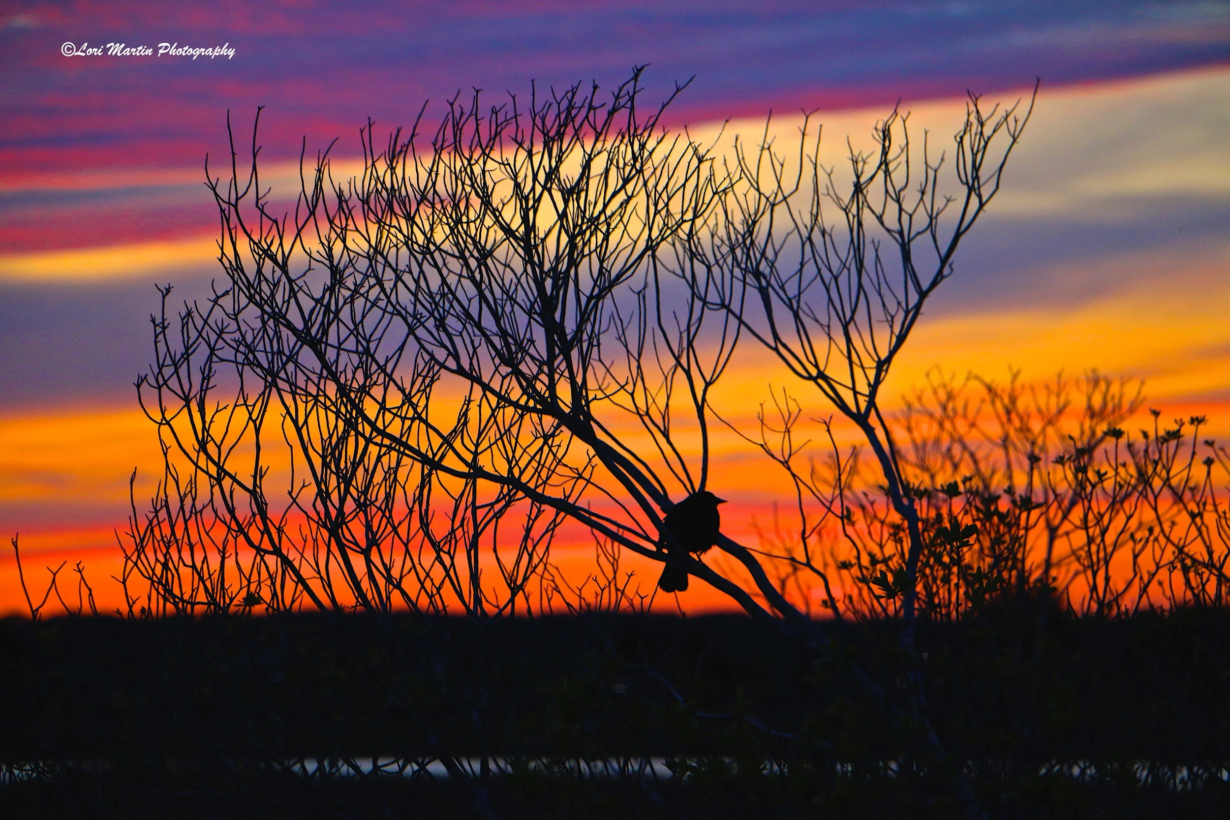 A Bird's View of Sunset