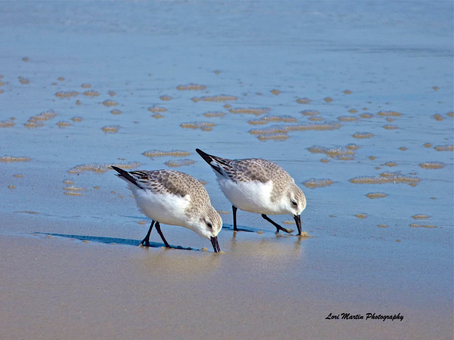 Sandpiper Twins