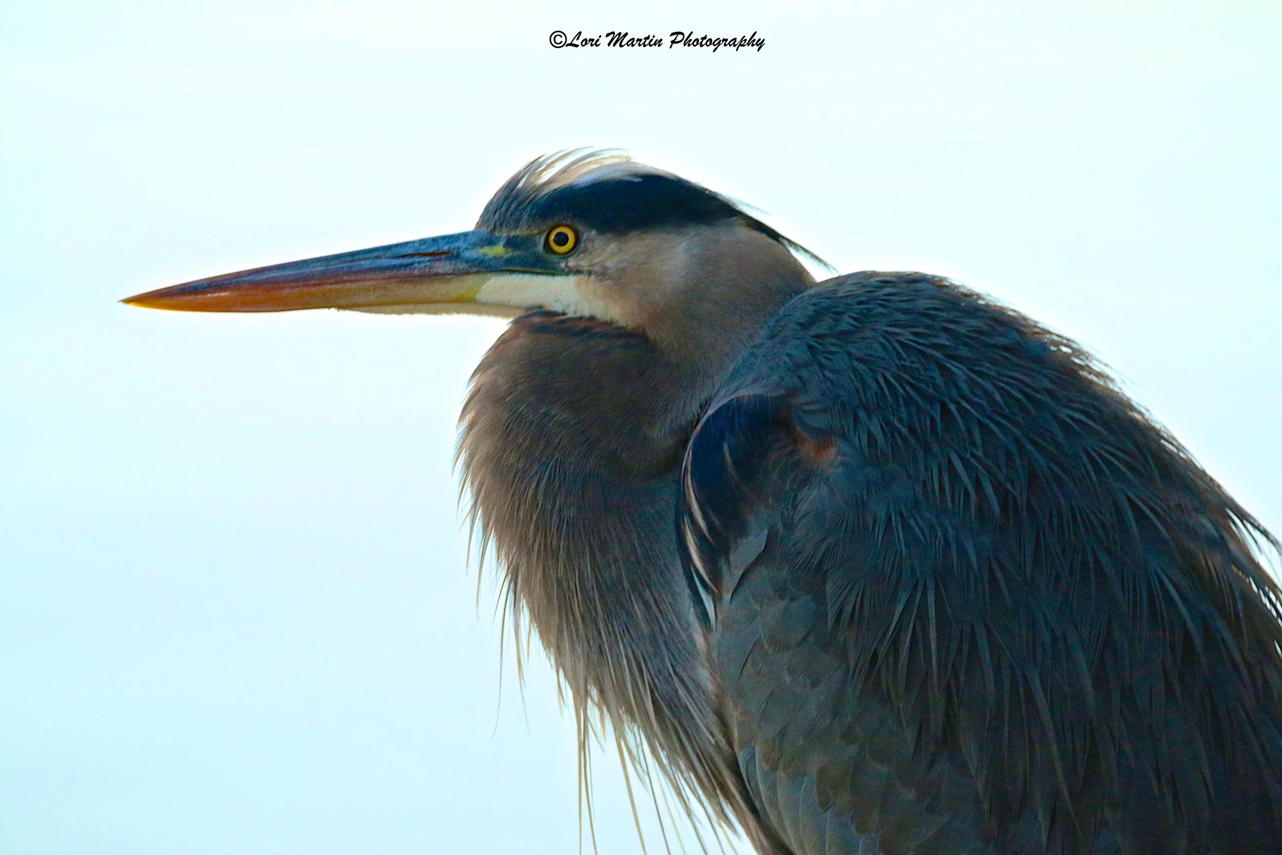 Heron Intensity