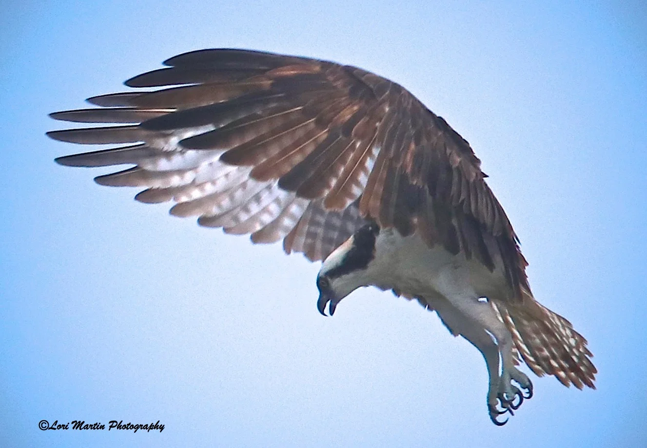 IMG_1657 - Version 2_1.jpg
