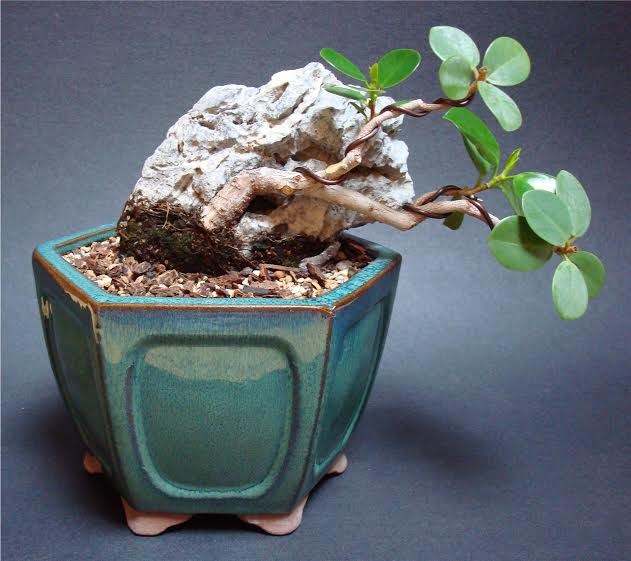 Fig 2- Hard pruning at year 2 and notice the minimized form Lily created.