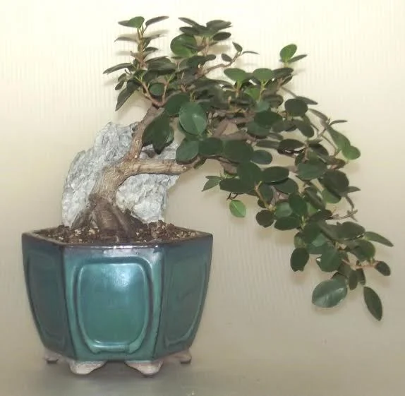 Fig 3 - After 5 years of hard pruning, growing and development and start over again, this is the fluffy tree before pruning and wiring.