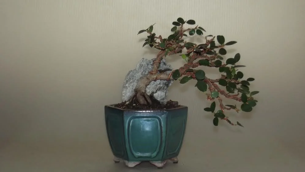 Fig 5 - The last rewiring and minimization pruning. Lily sold this tree for a significant amount of money earlier this year.