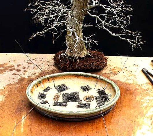repotting+a+bonsai.jpg