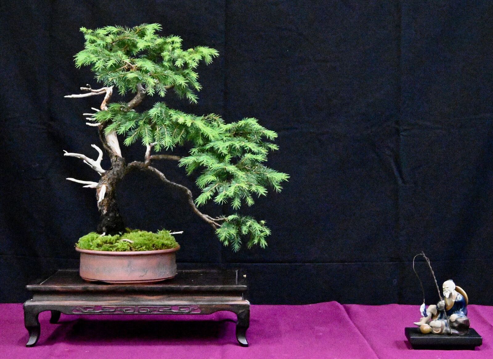 bonsai exhibit 2.jpeg