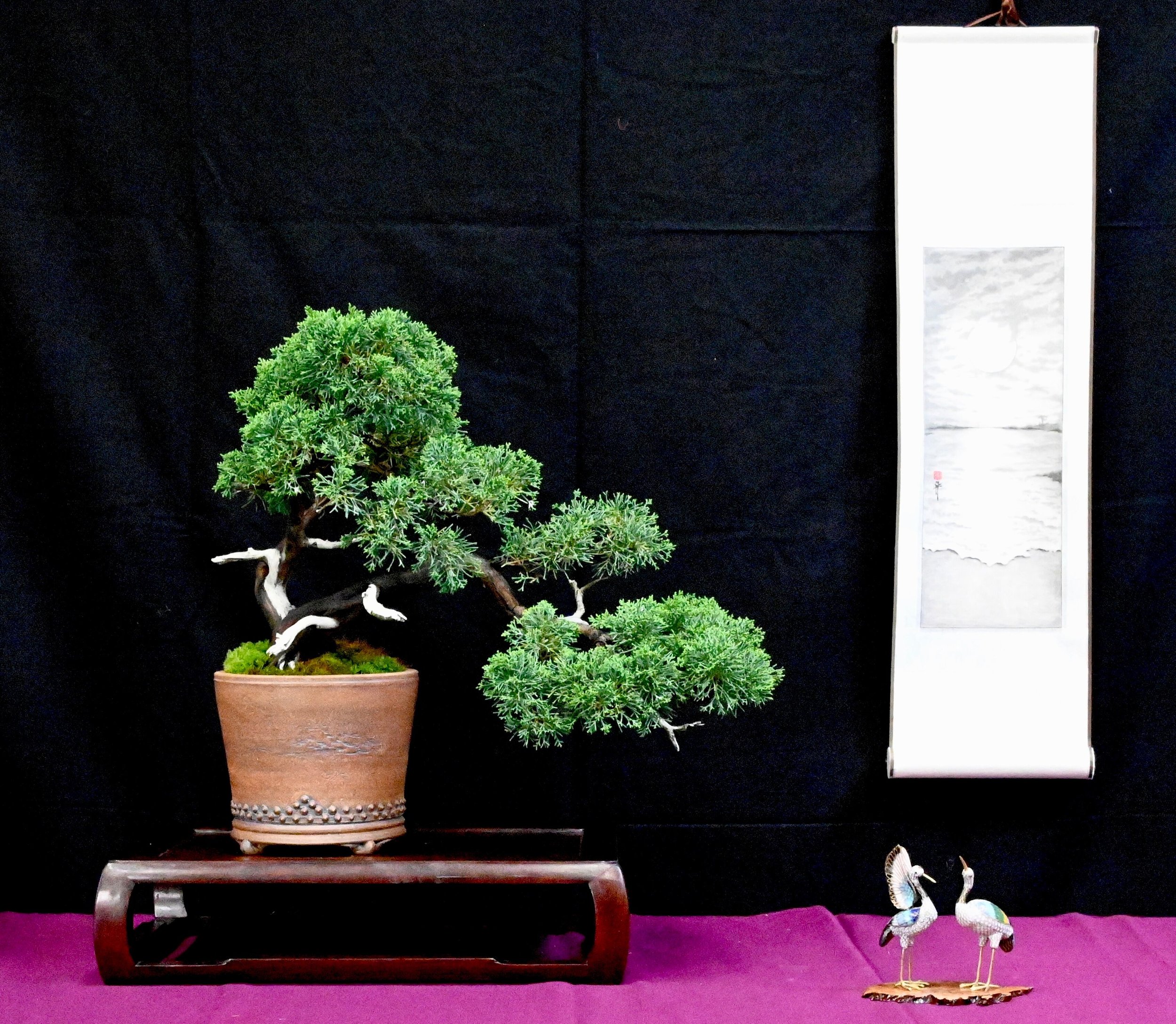 bonsai exhibit 4.jpeg