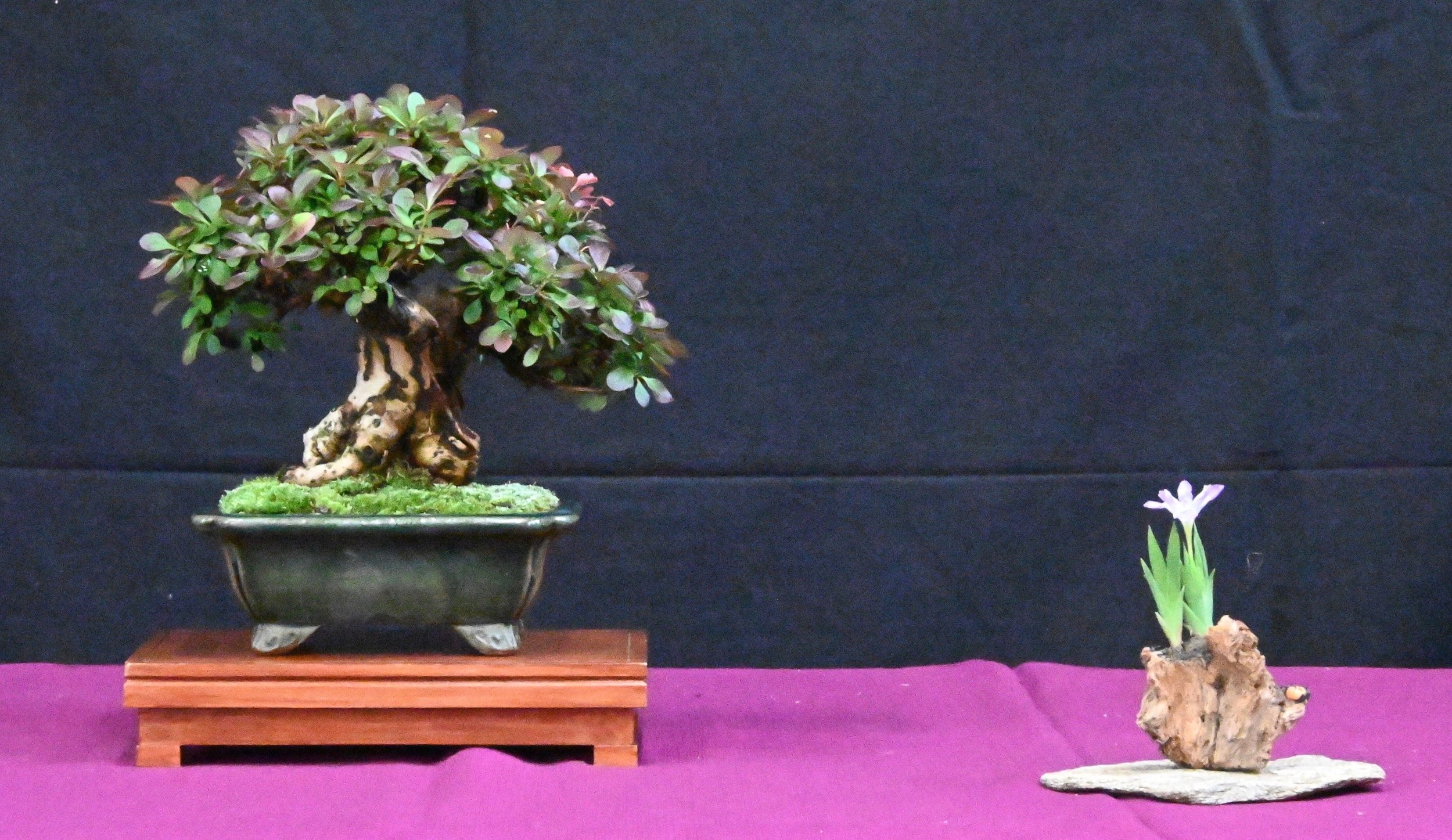 bonsai exhibit 6.jpeg
