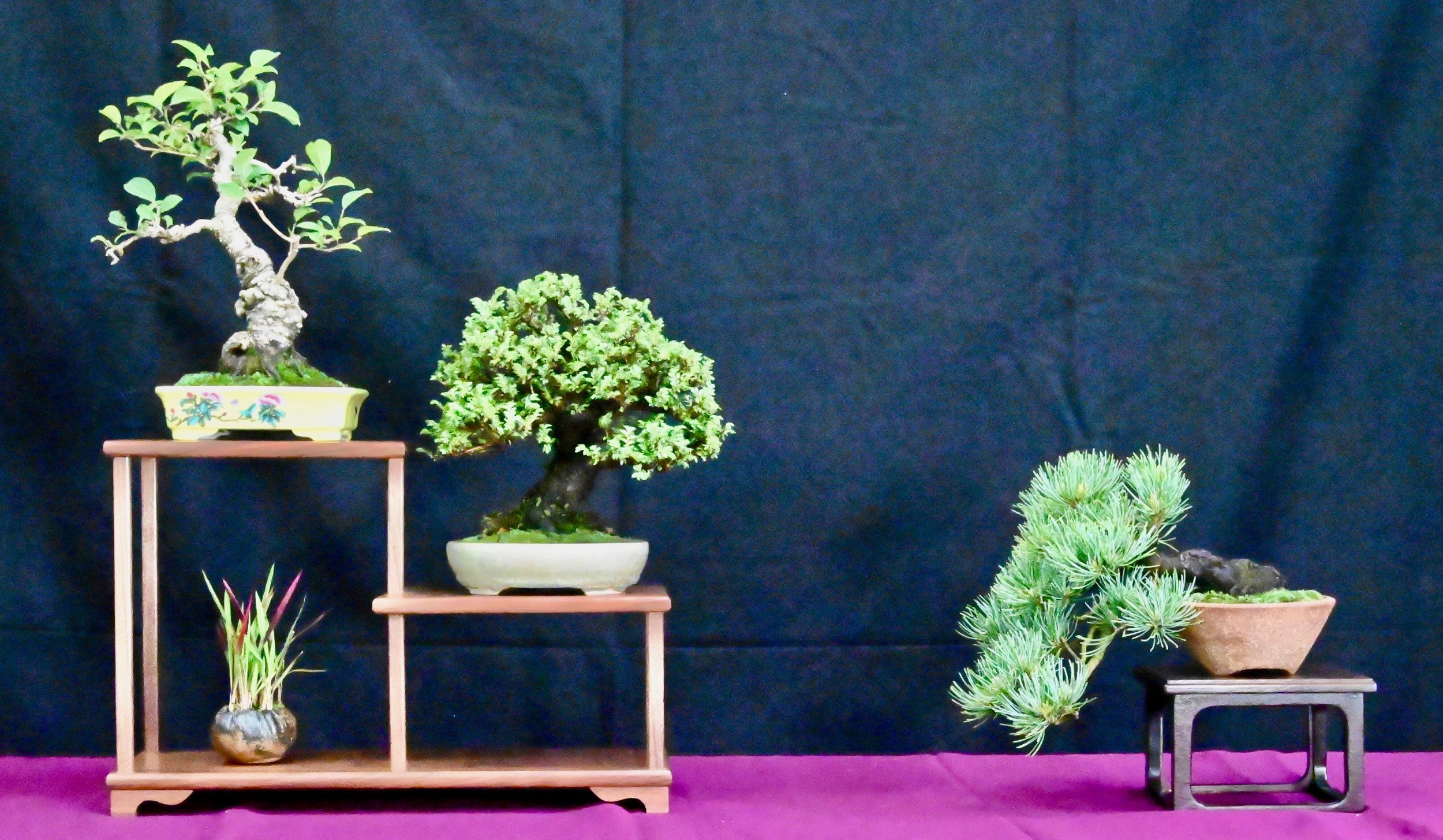 bonsai exhibit 8.jpeg