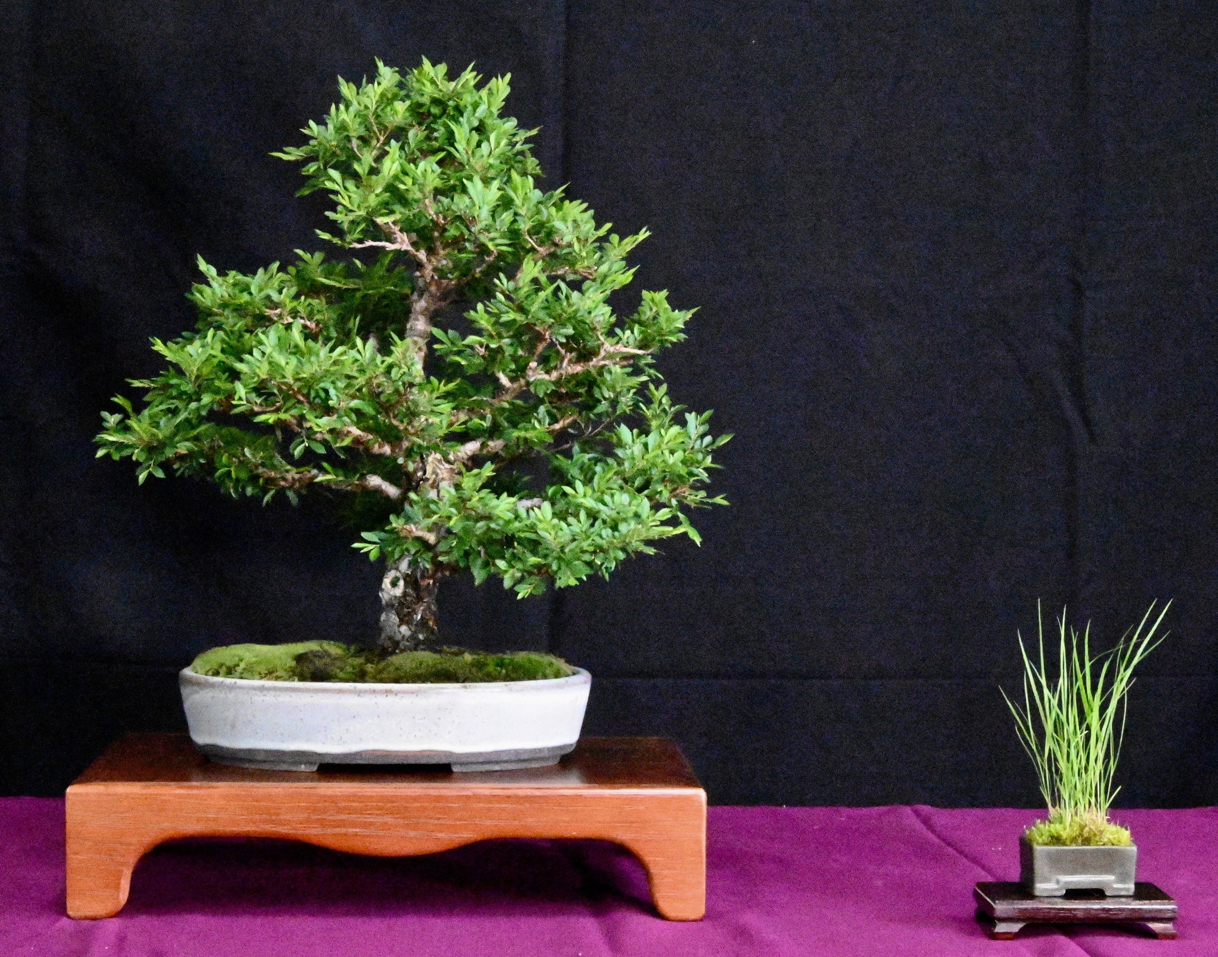bonsai exhibit 9.jpeg