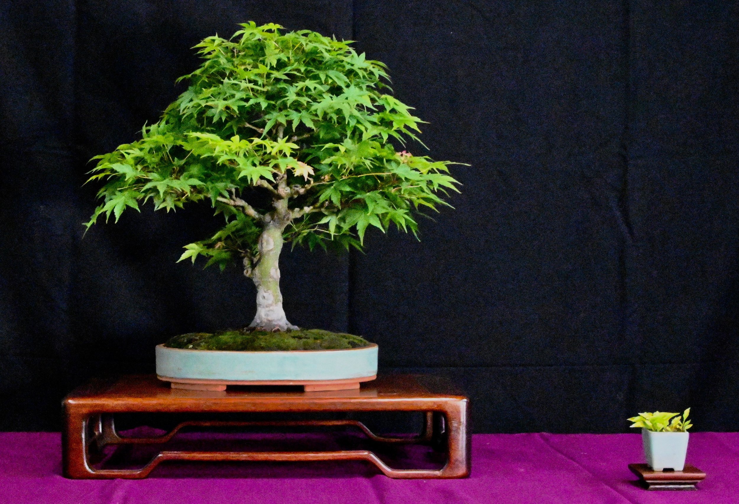 bonsai exhibit 10.jpeg