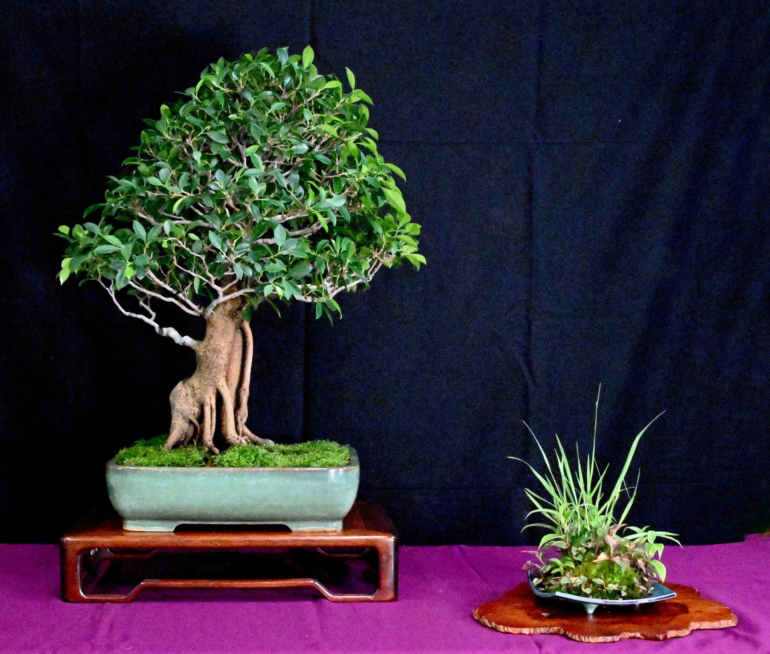 bonsai exhibit 11.jpeg