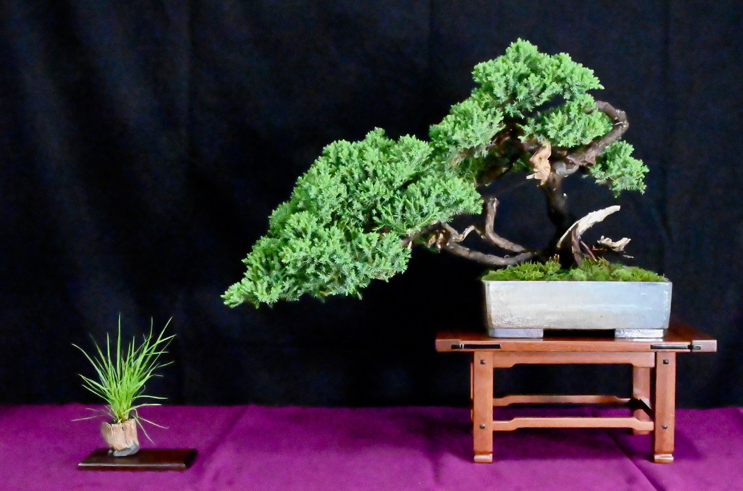 bonsai exhibit 13.jpeg