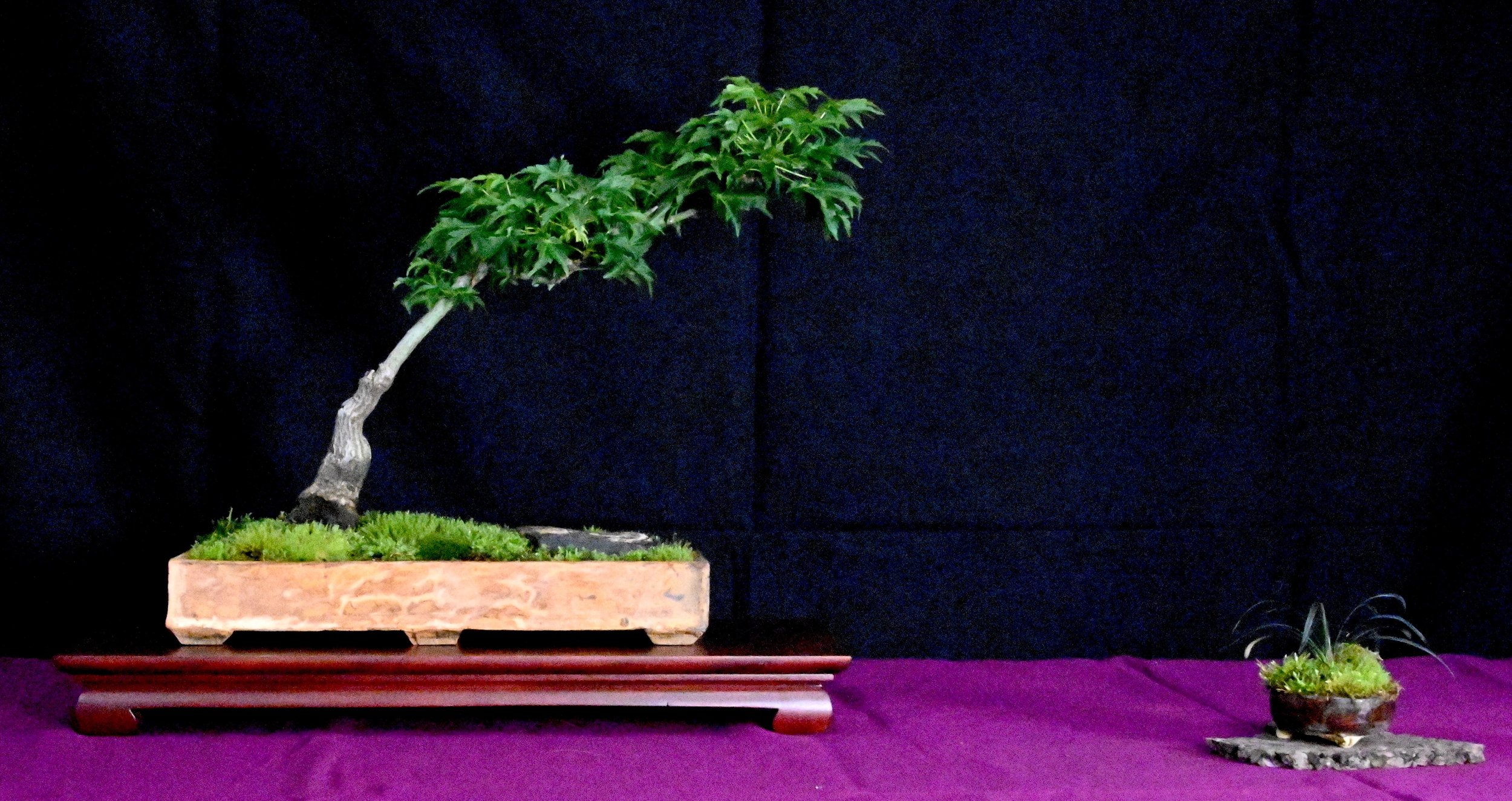 bonsai exhibit 16.jpeg