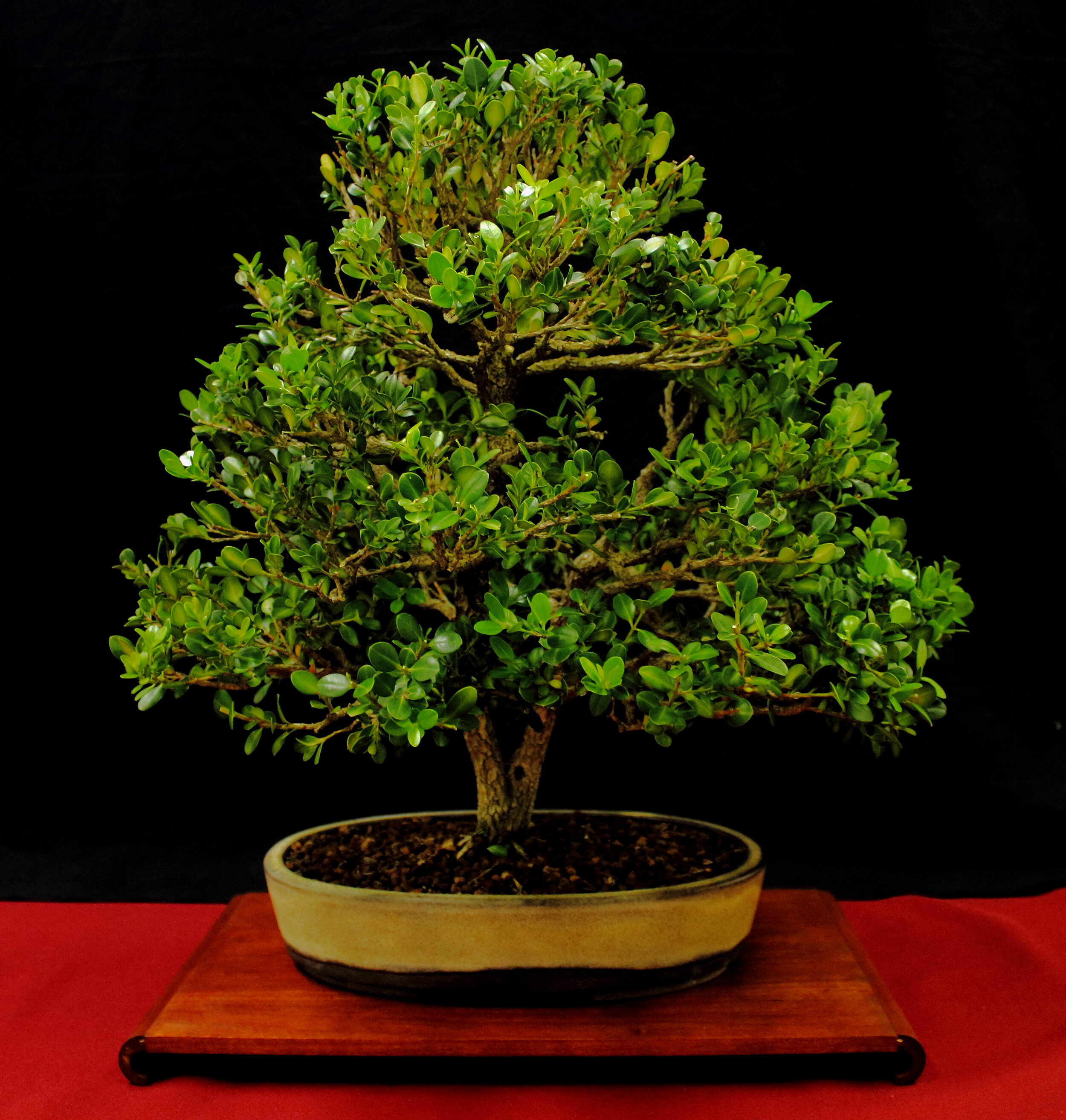 Korean Boxwood