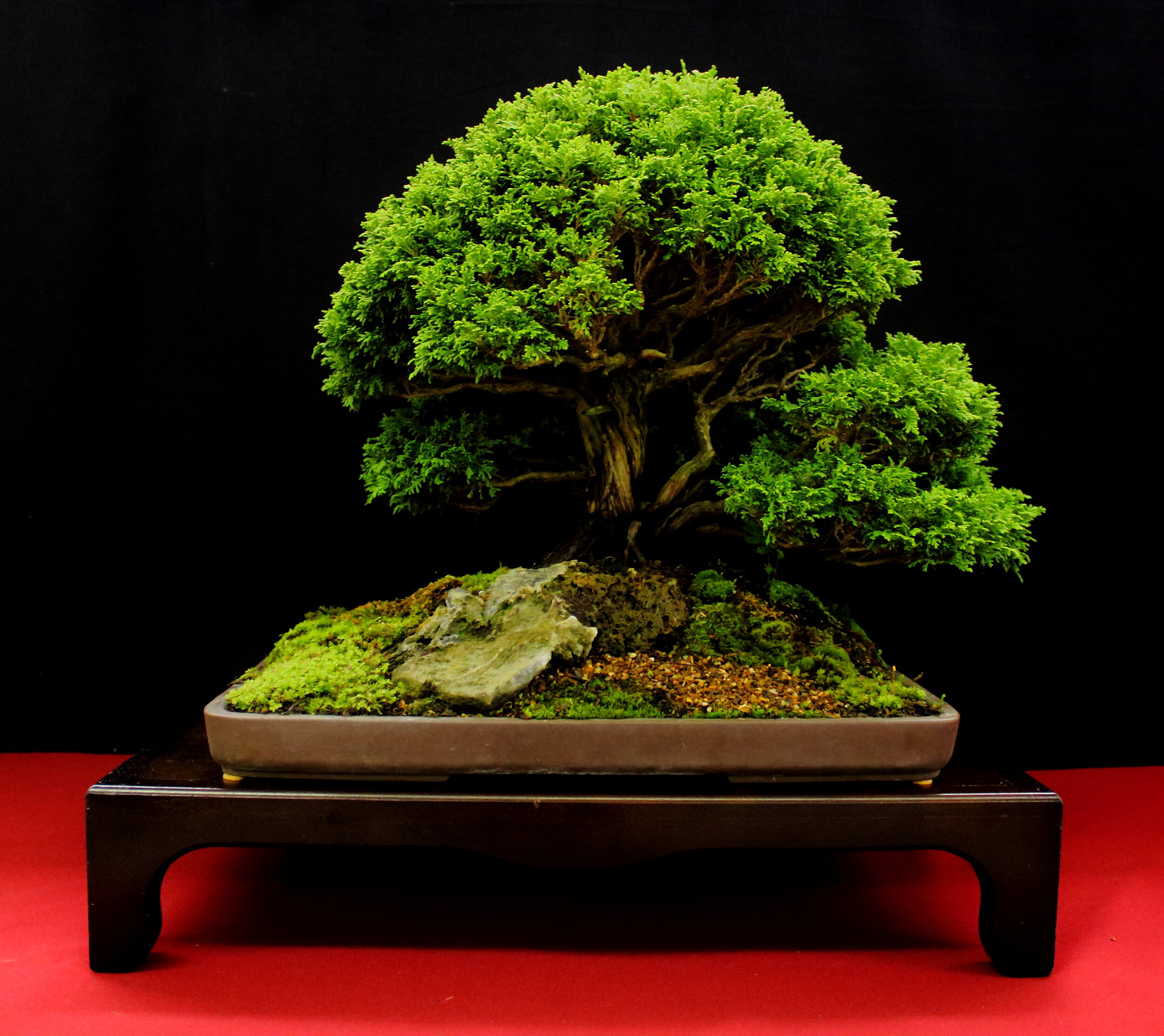 Sawara Cypress 'Tsumako'