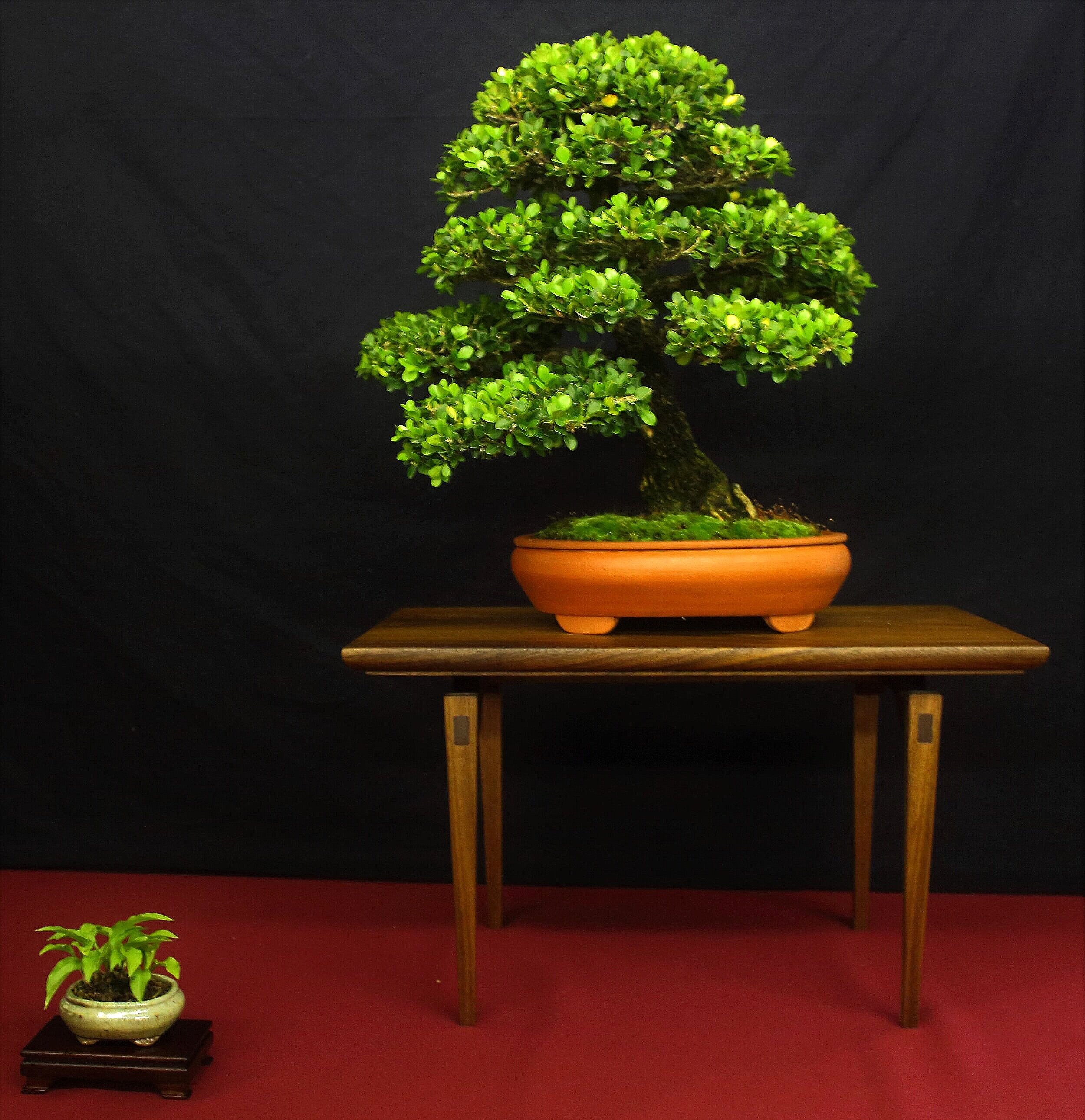 Japanese Boxwood 'Morris Midget'