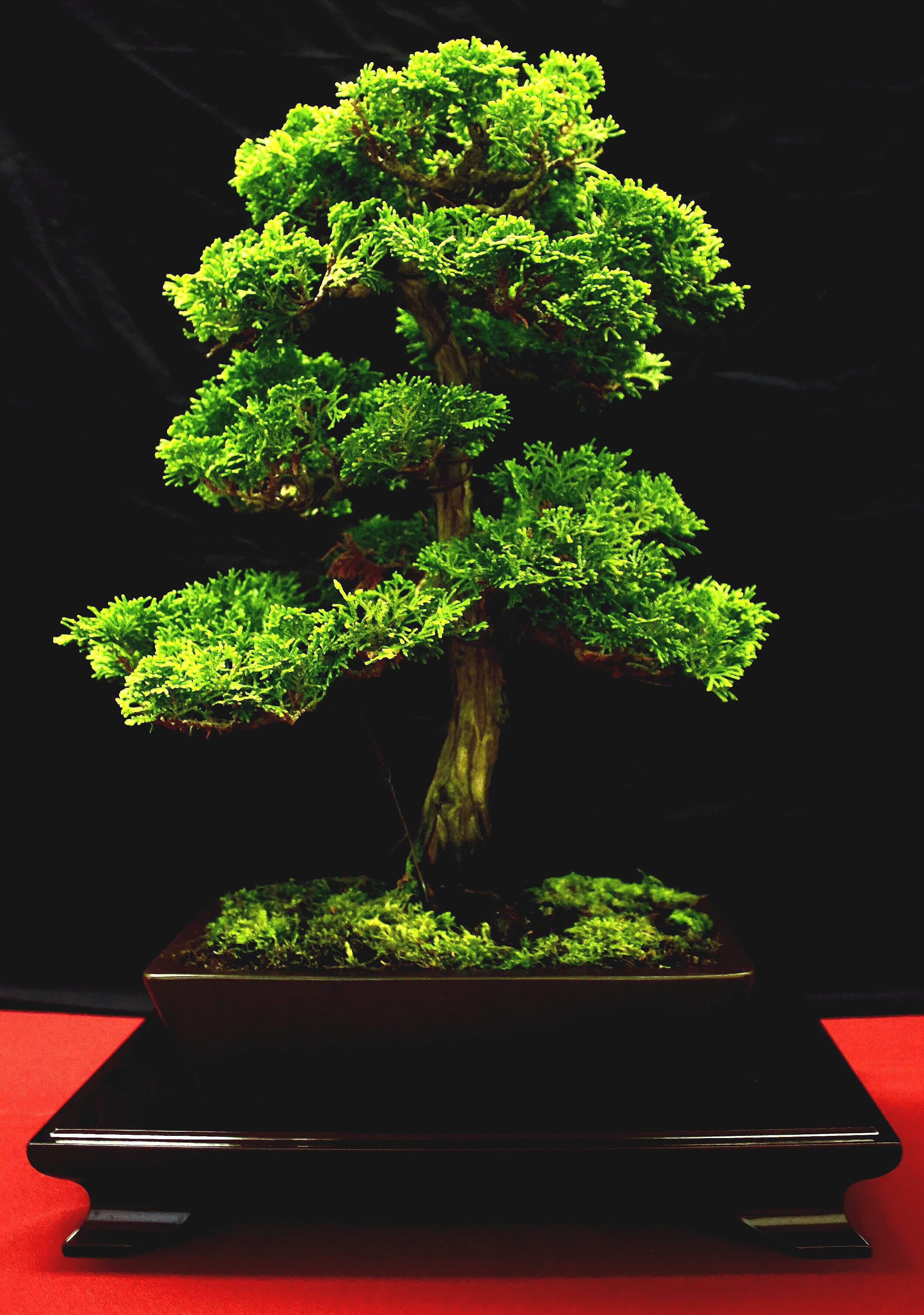 Dwarf Hinoki Cypress