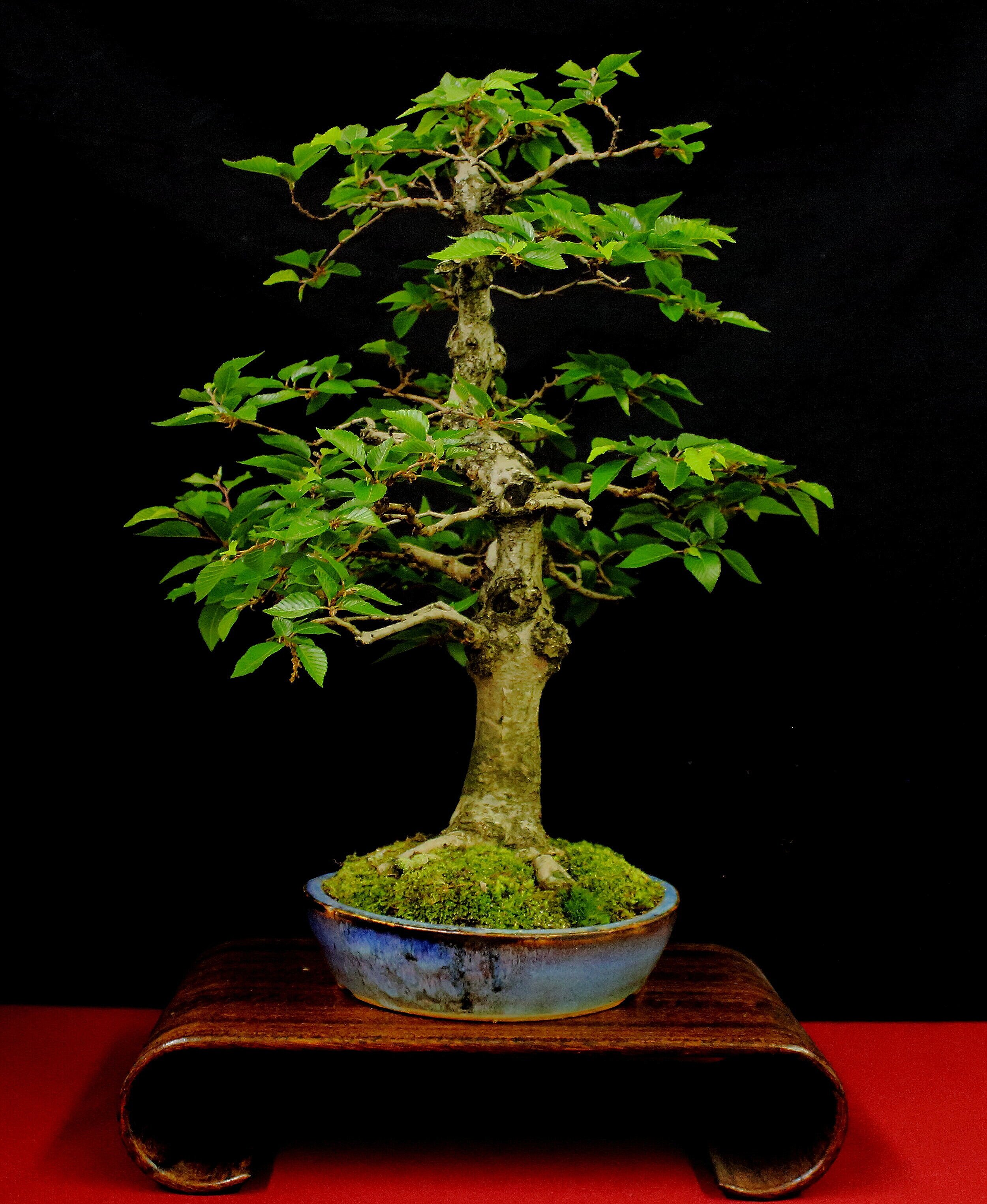 Korean Hornbeam