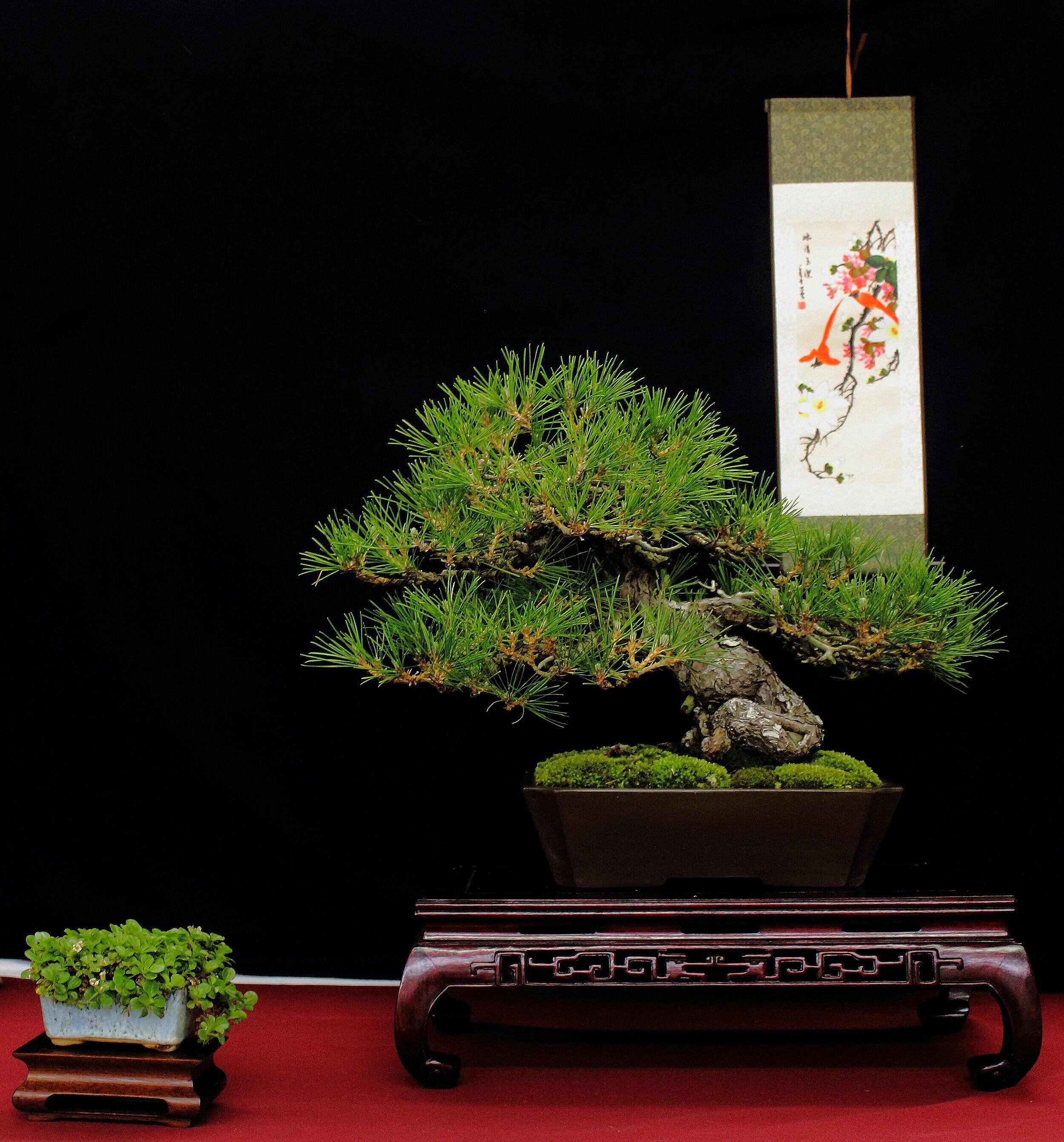 Japanese Black Pine