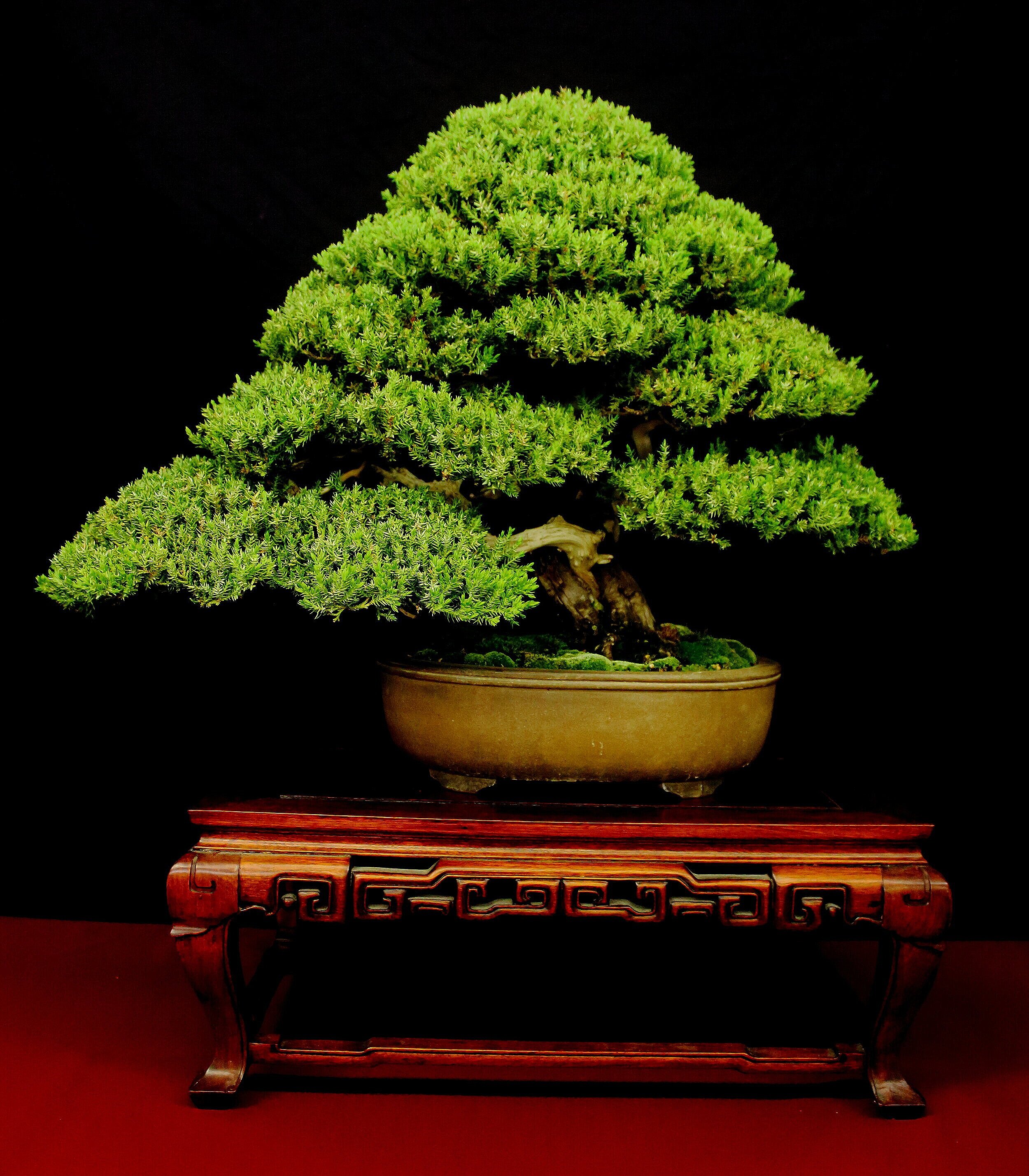 Procumbens Nana Juniper