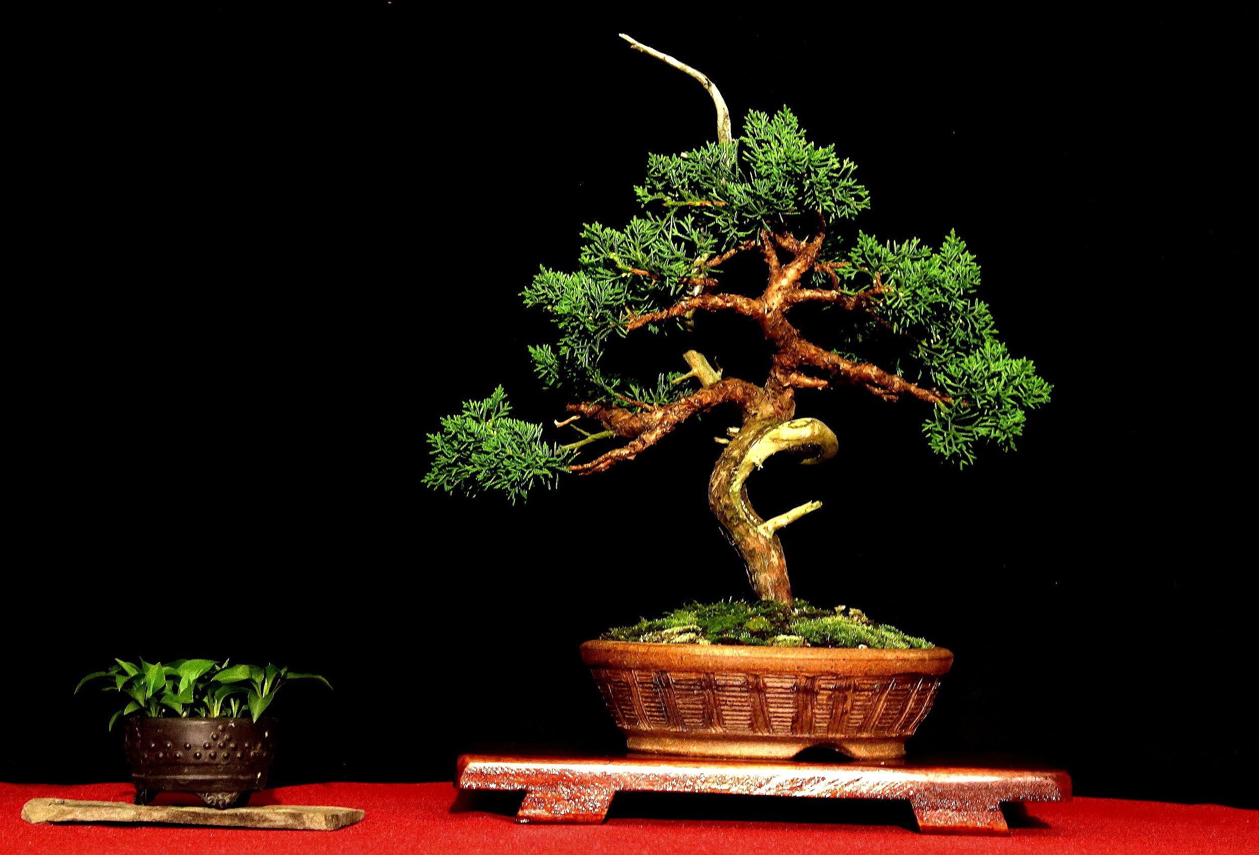 Shimpaku Juniper