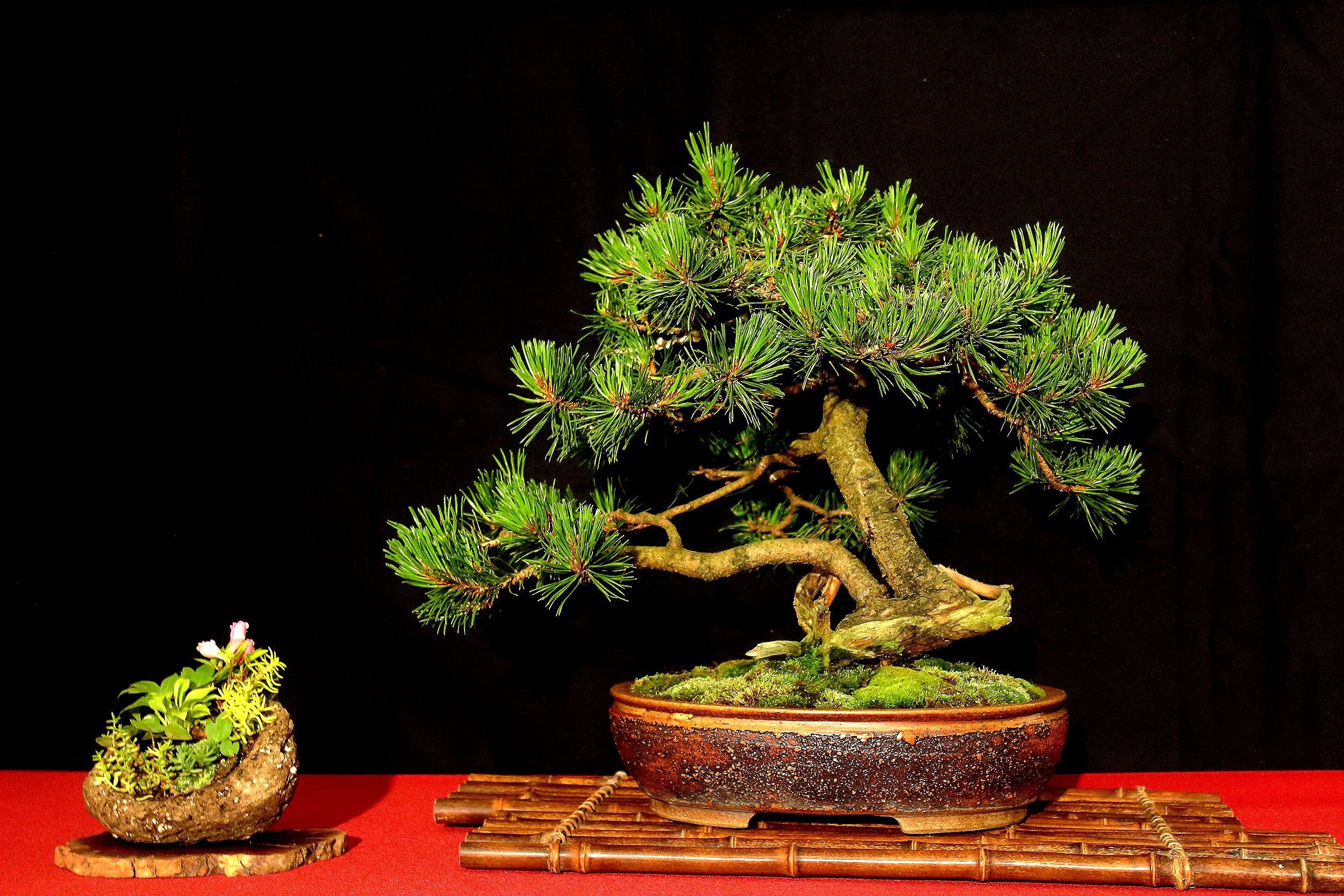 Mugo Pine