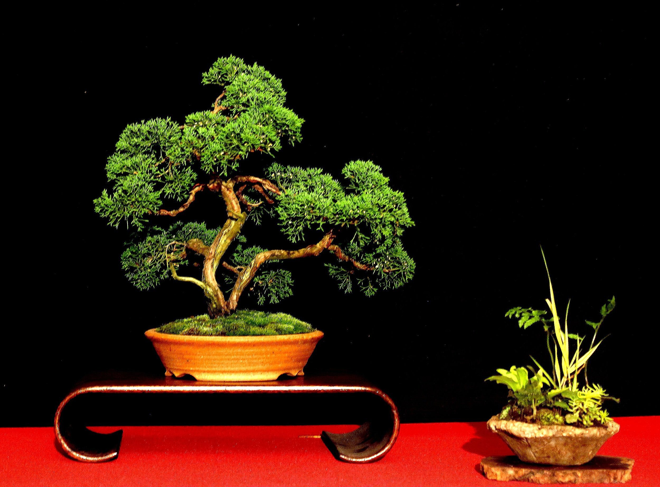 Shimpaku Juniper