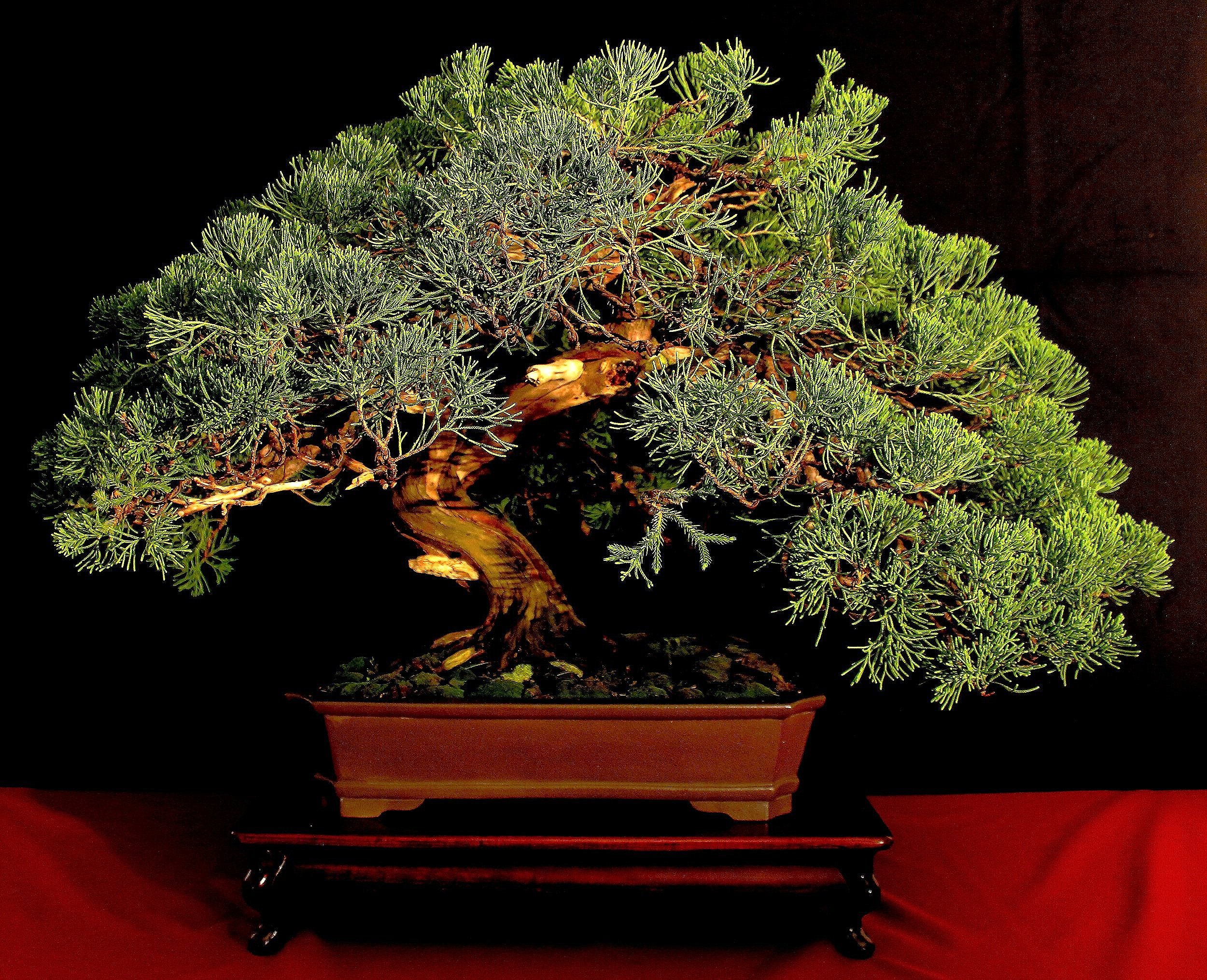 Shimpaku Juniper