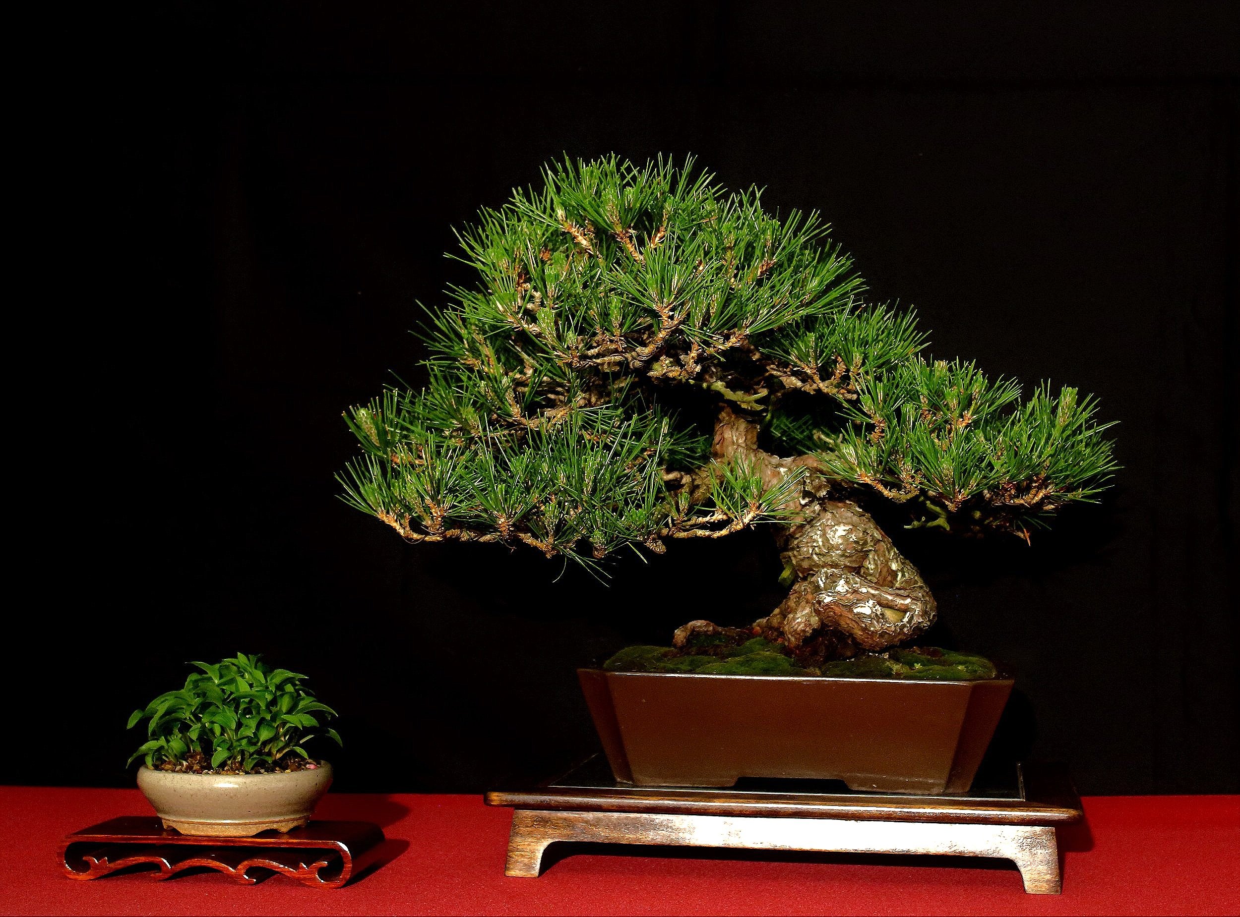 Japanese Black Pine