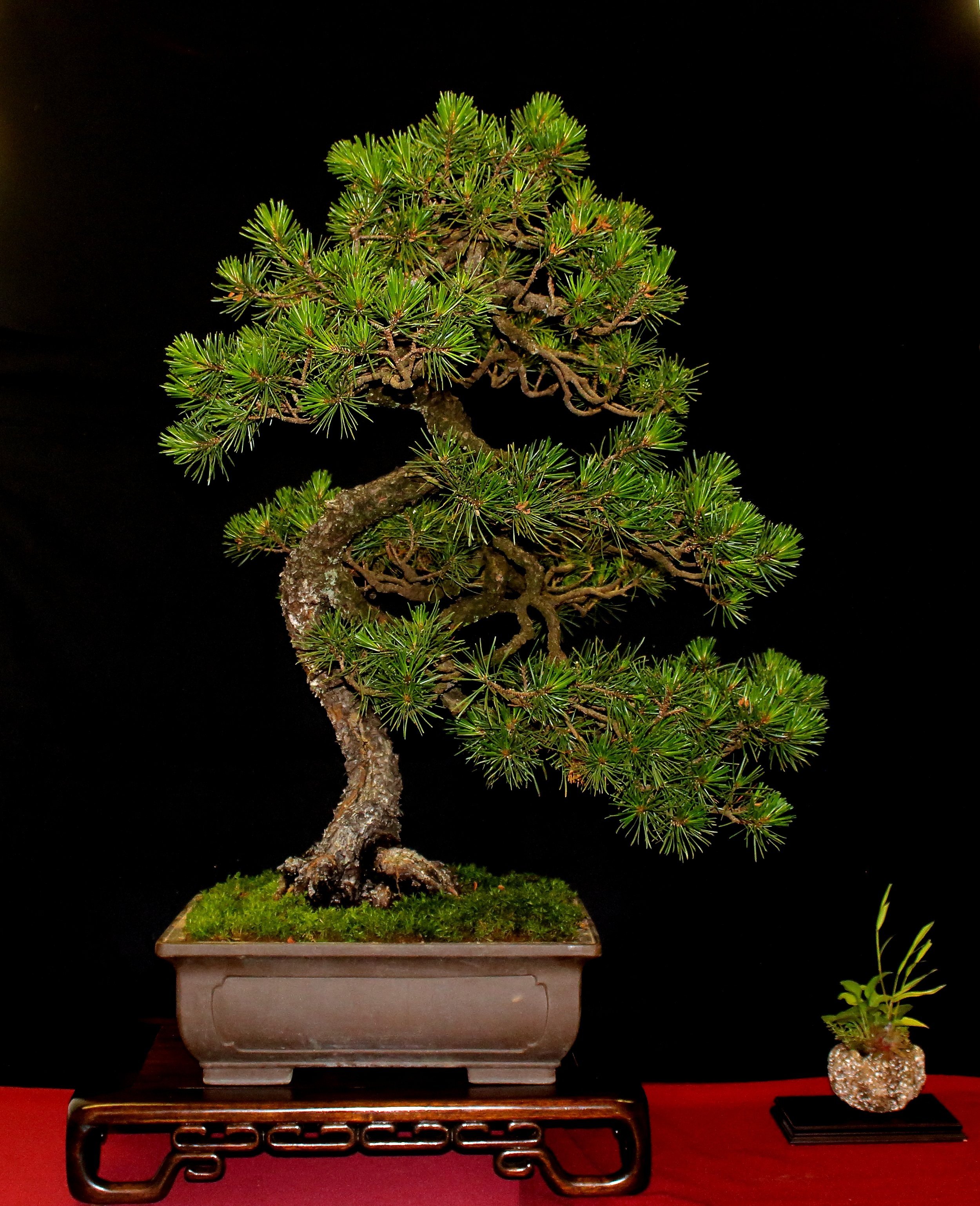 Japanese Black Pine