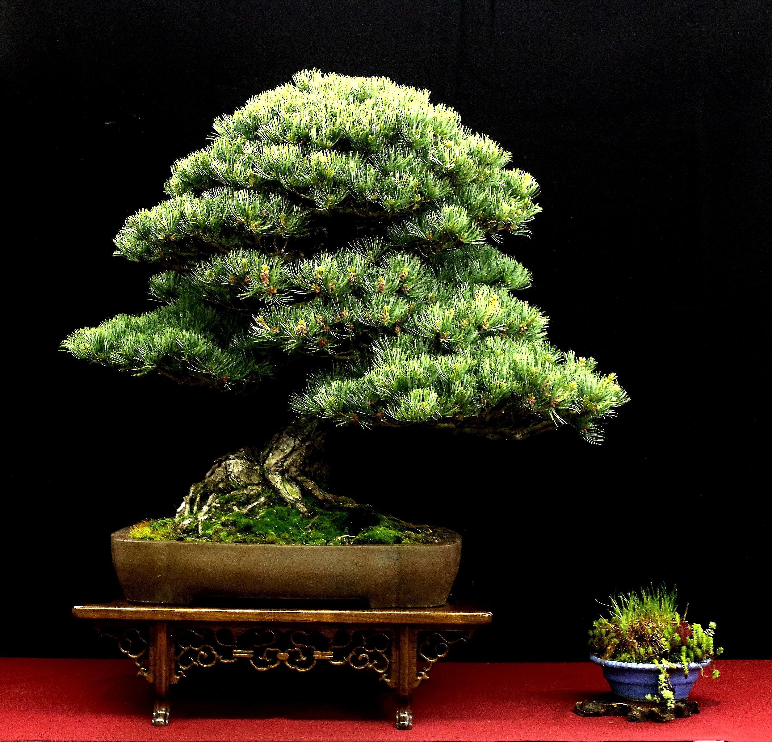 Japanese White Pine