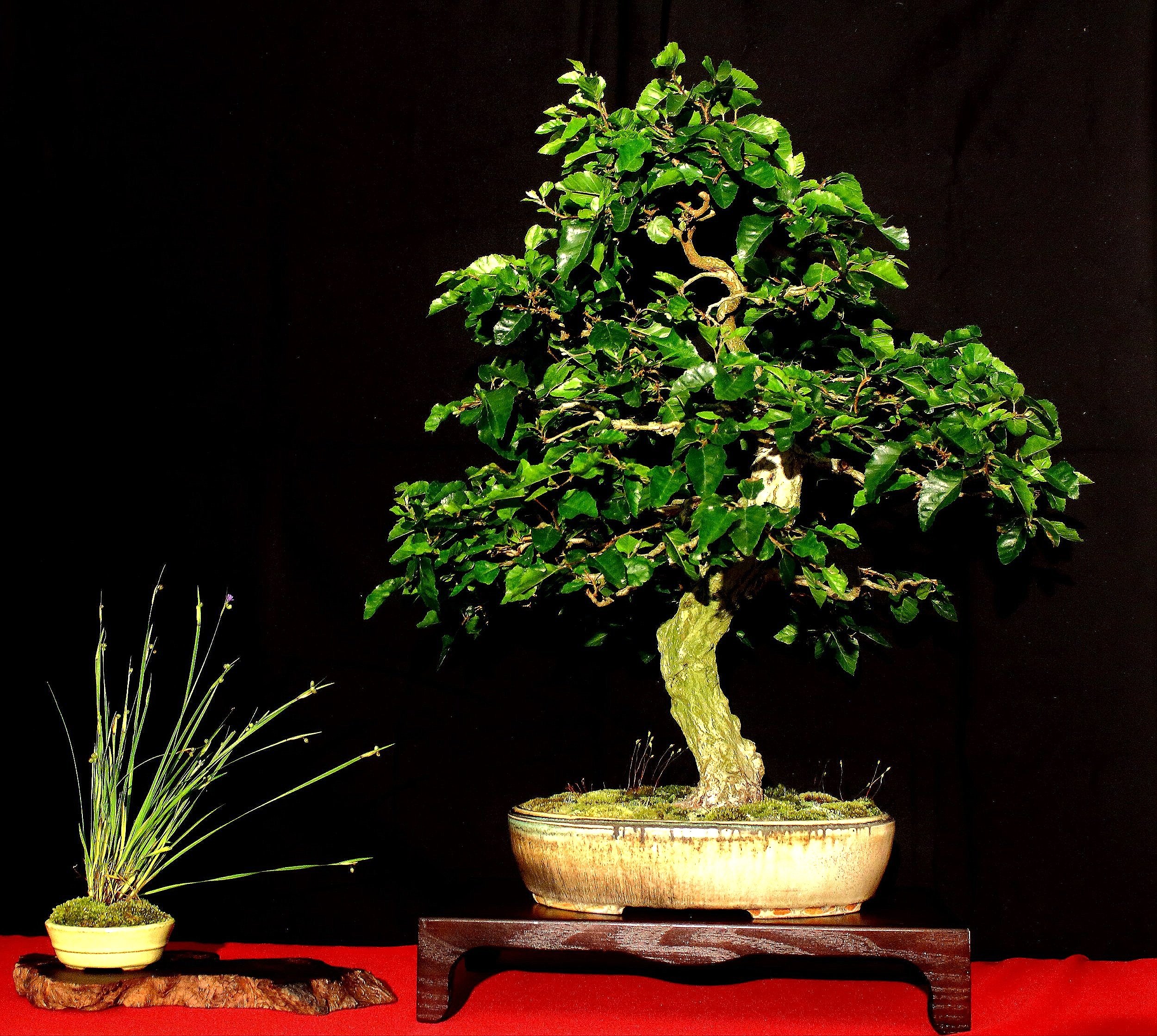 Korean Hornbeam