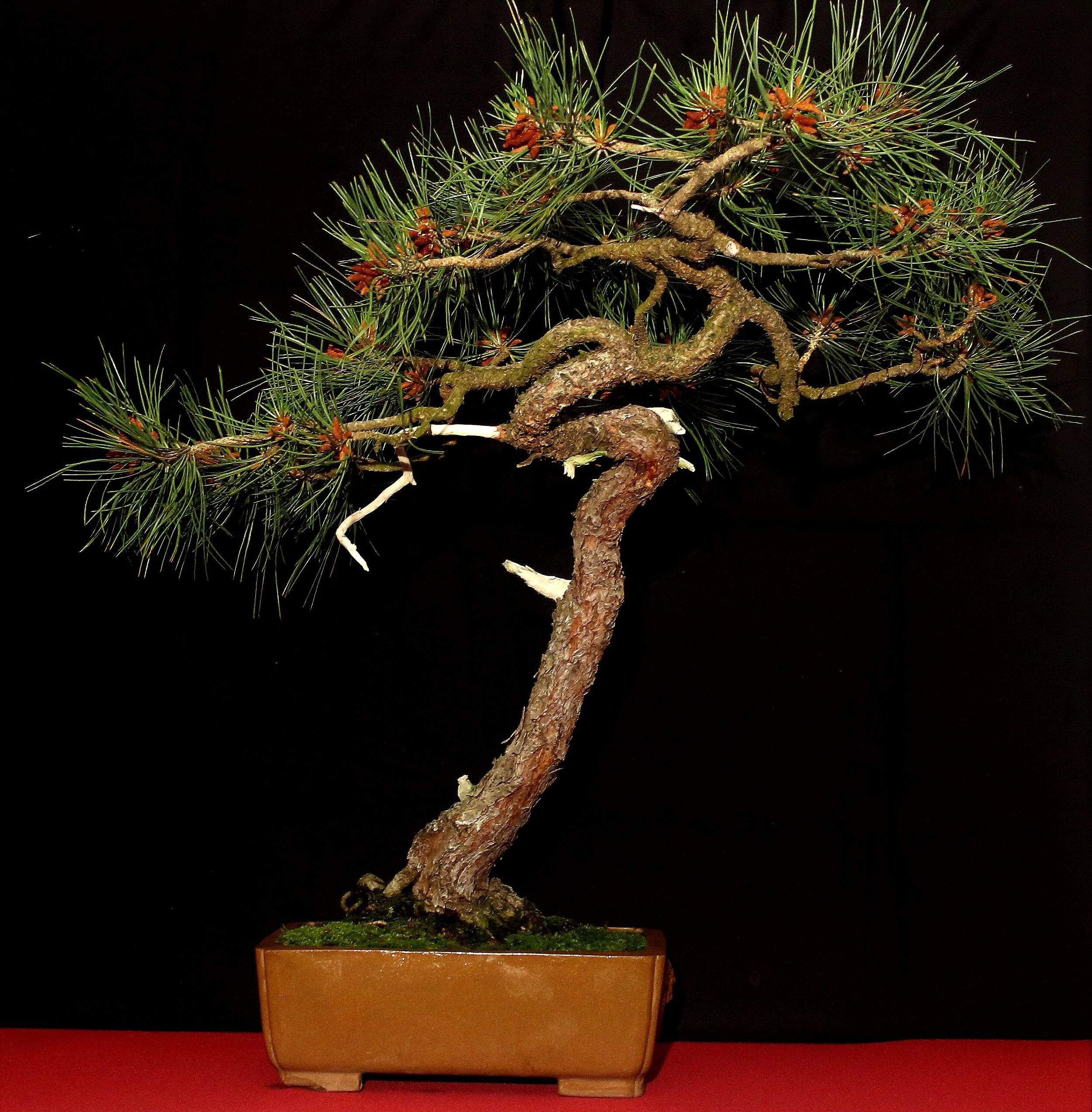 Ponderosa Pine