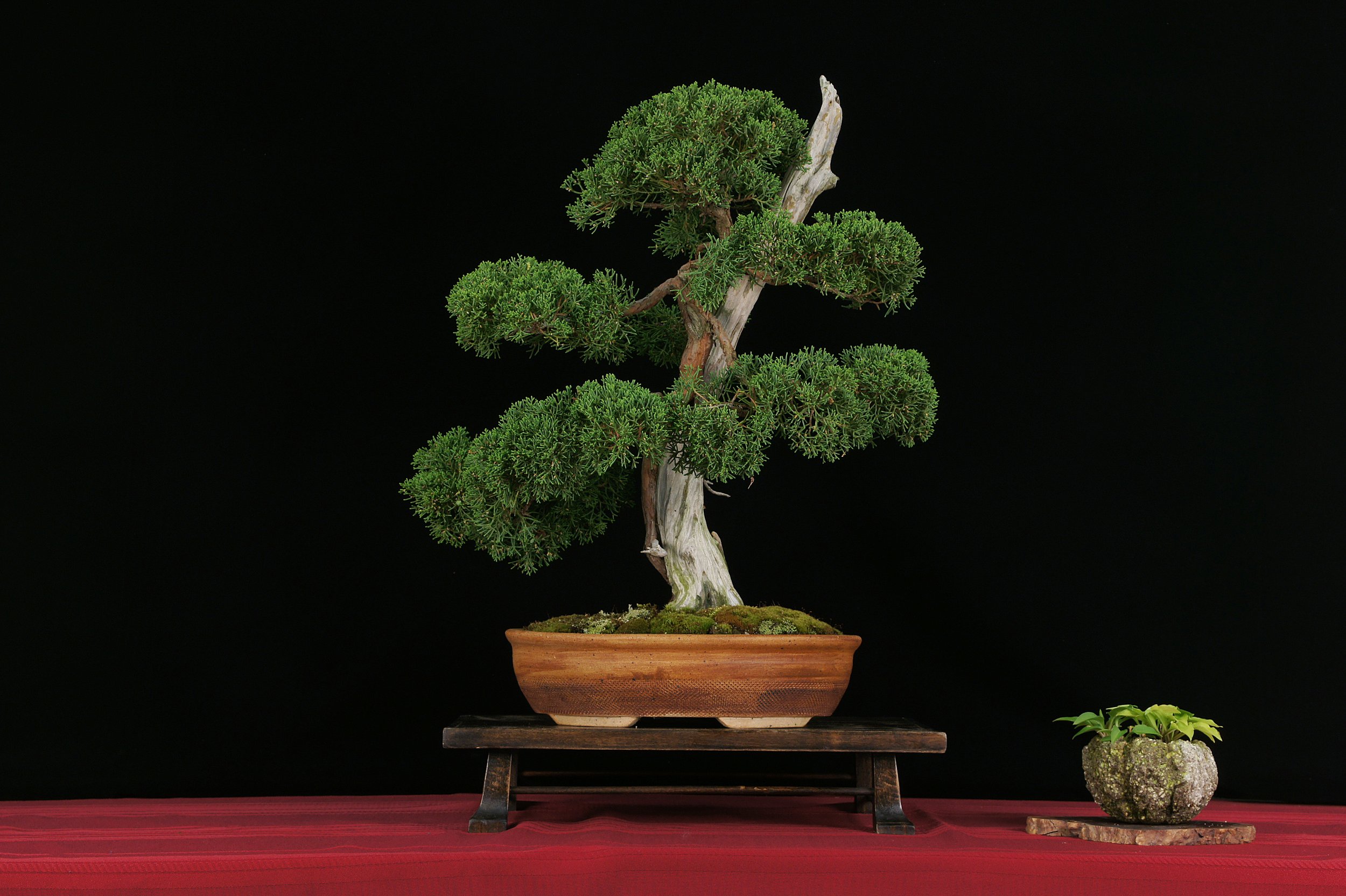 Shimpaku Juniper