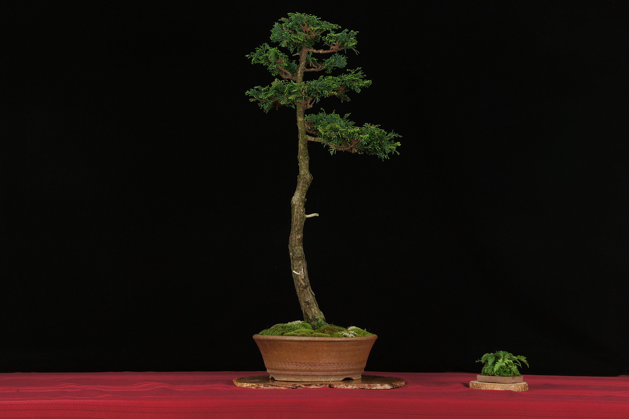 Hinoki Cypress