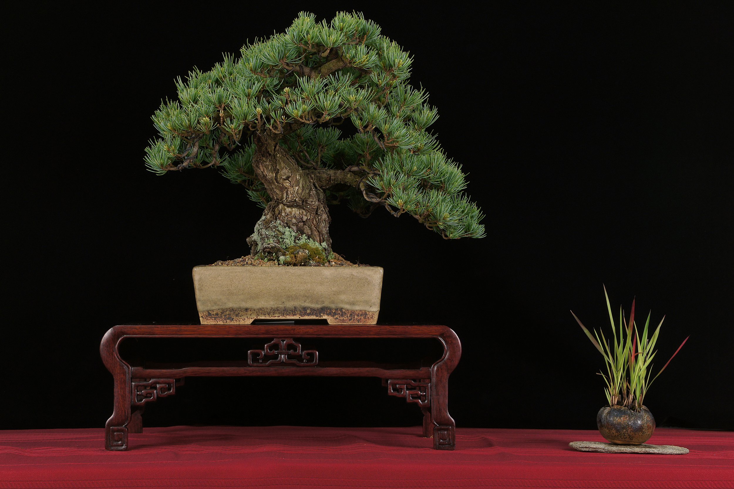 Japanese White Pine