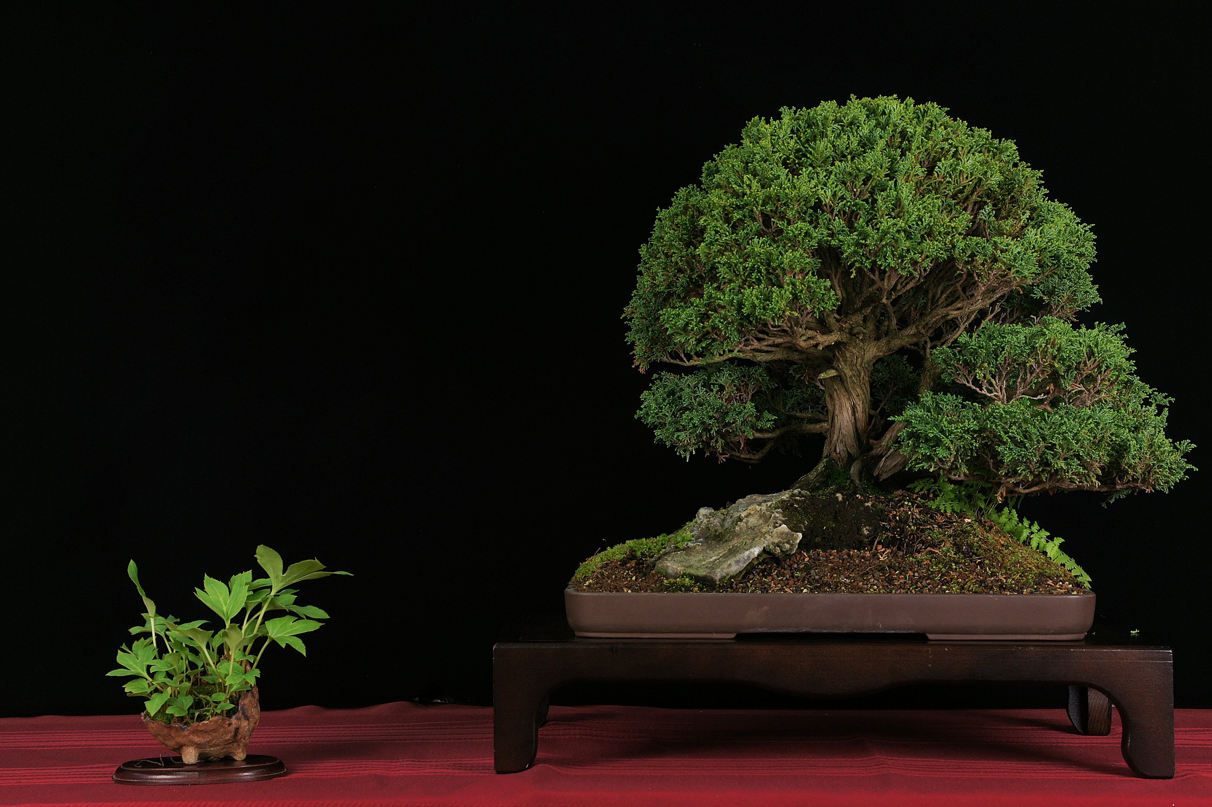 Tsukumo Sawara Cypress