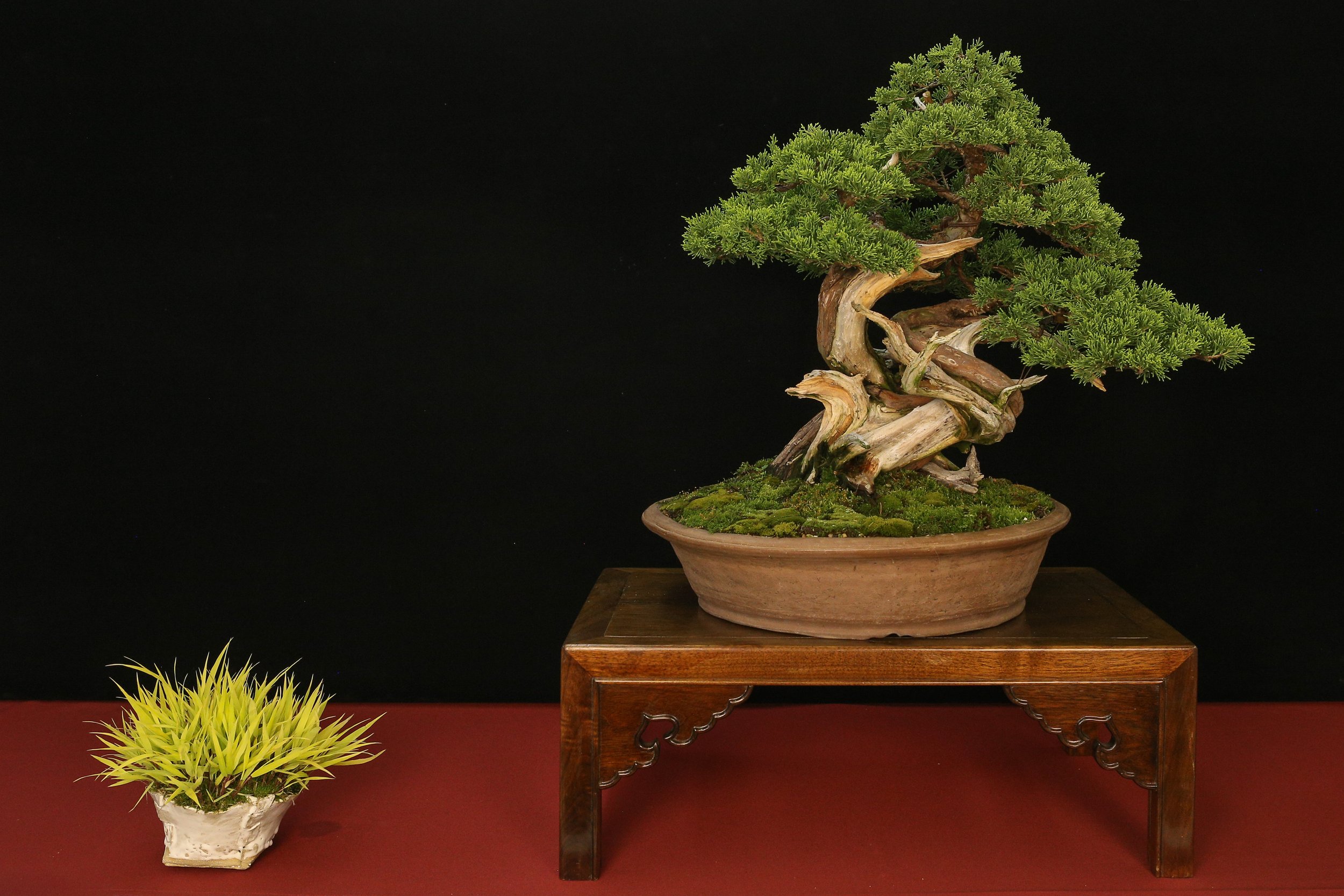 Shimpaku Juniper
