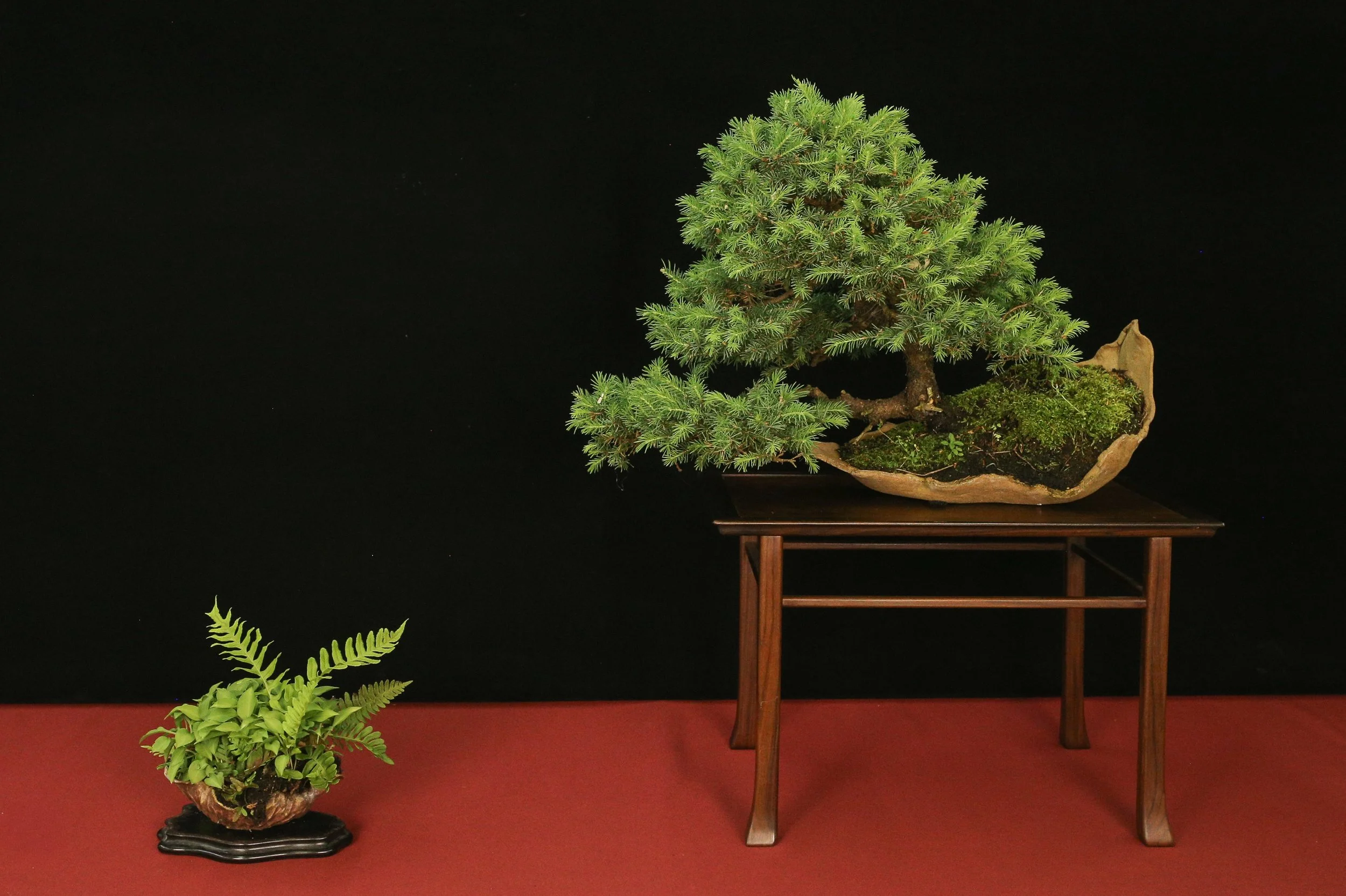 Black Hills Spruce