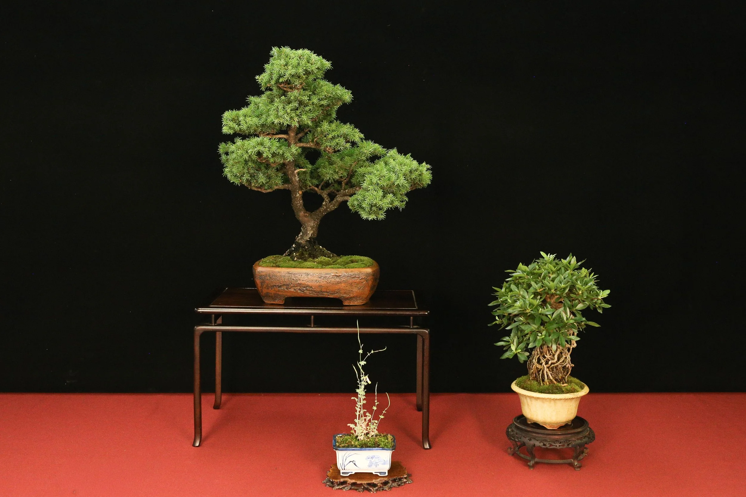 Ezo Spruce/ Satsuki Azalea