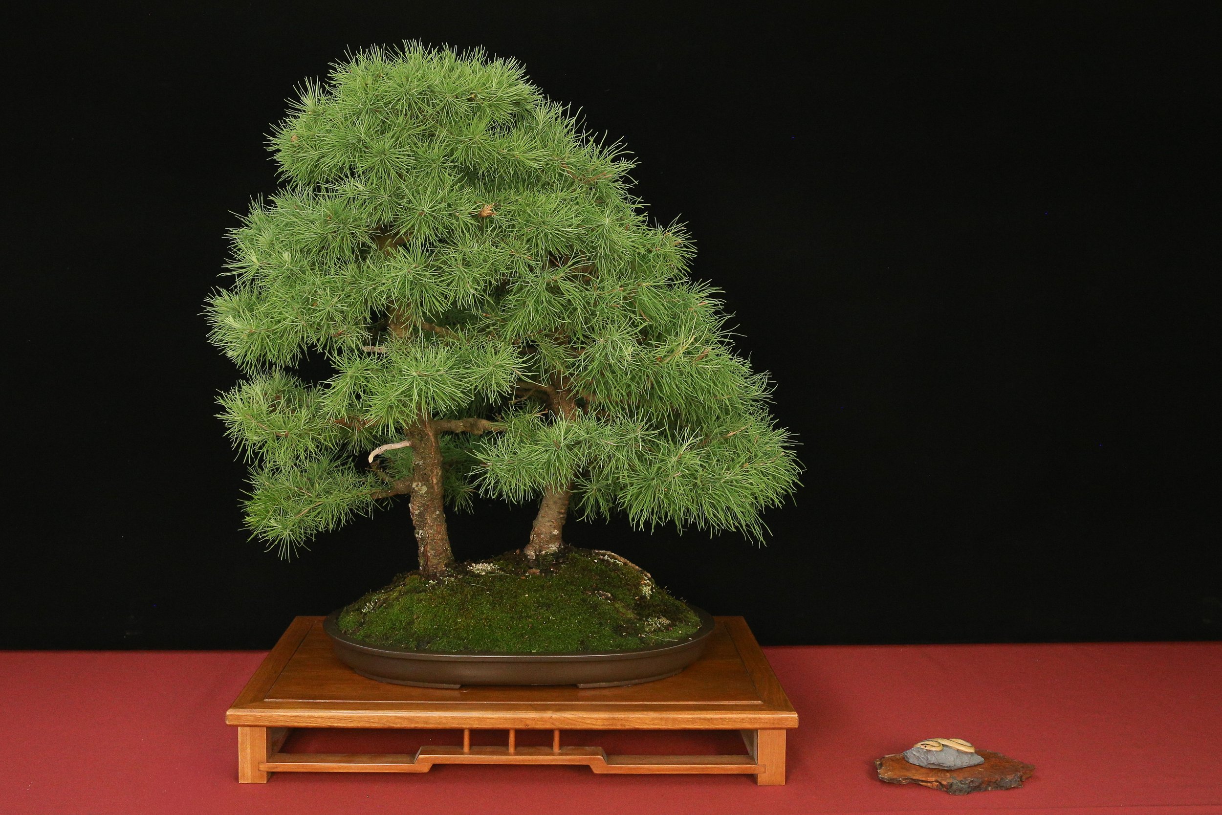 American Larch
