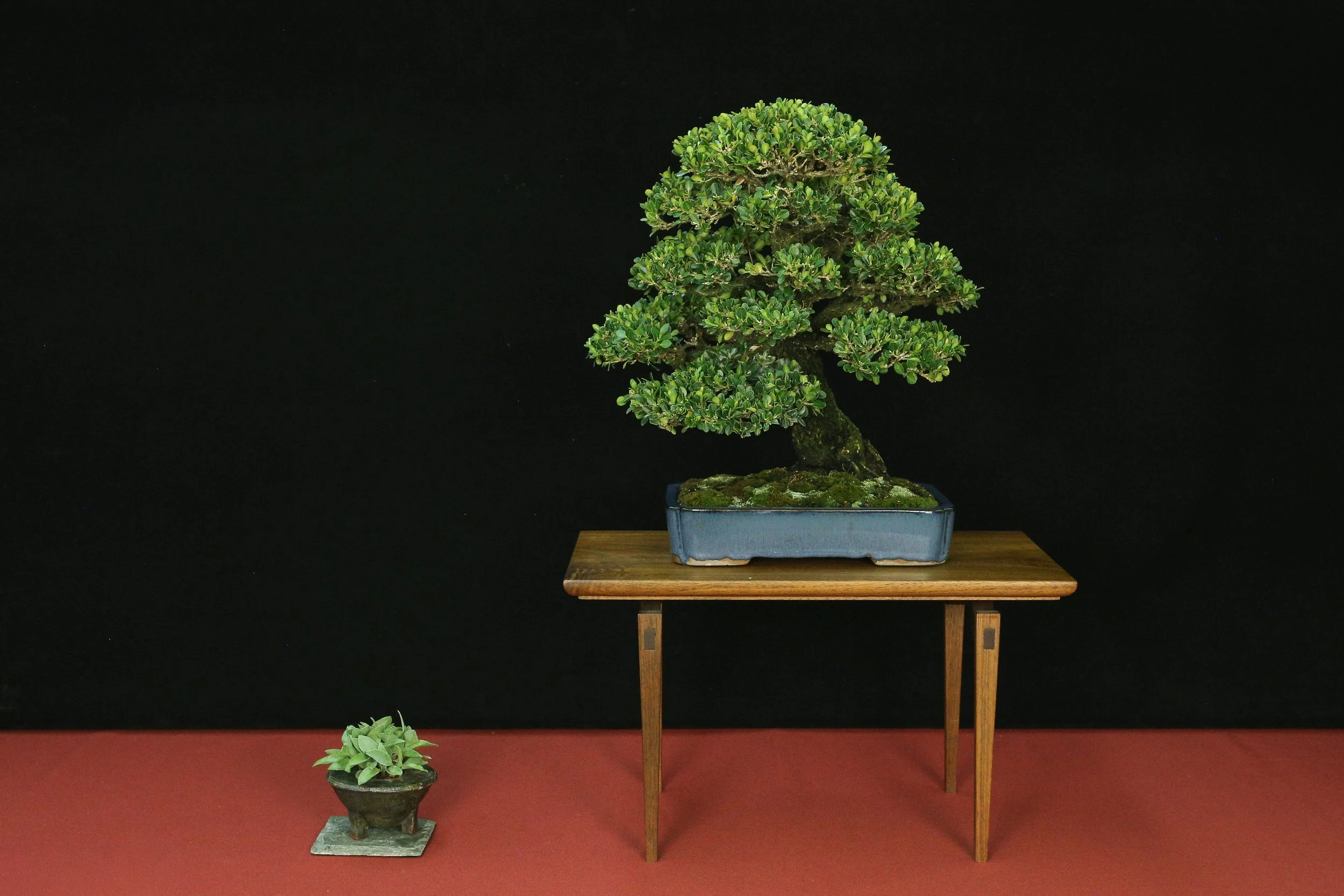 Korean Boxwood