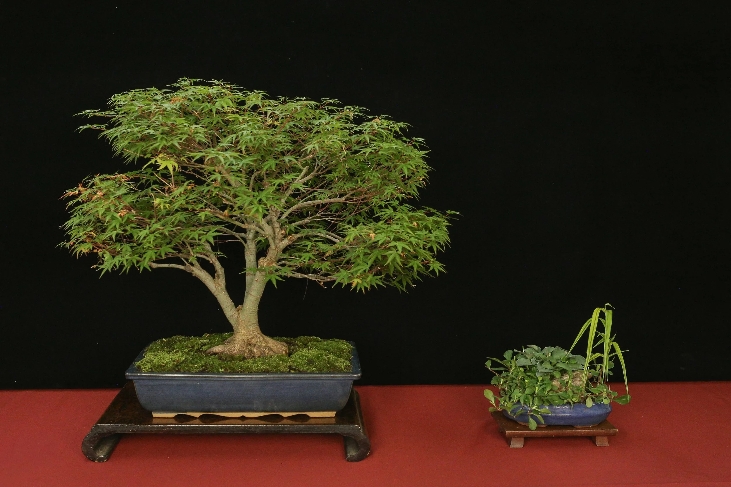 Japanese Maple