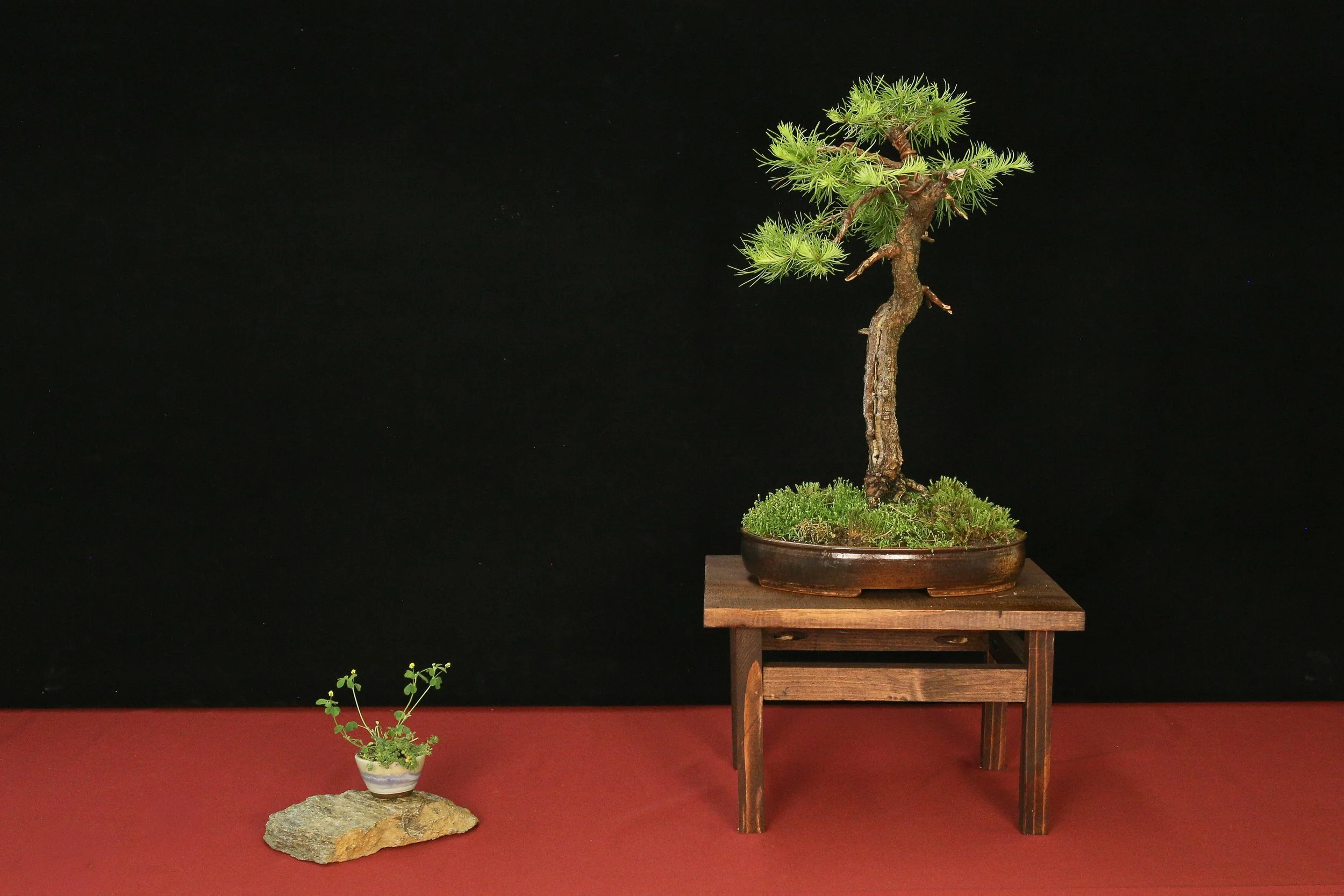 American Larch