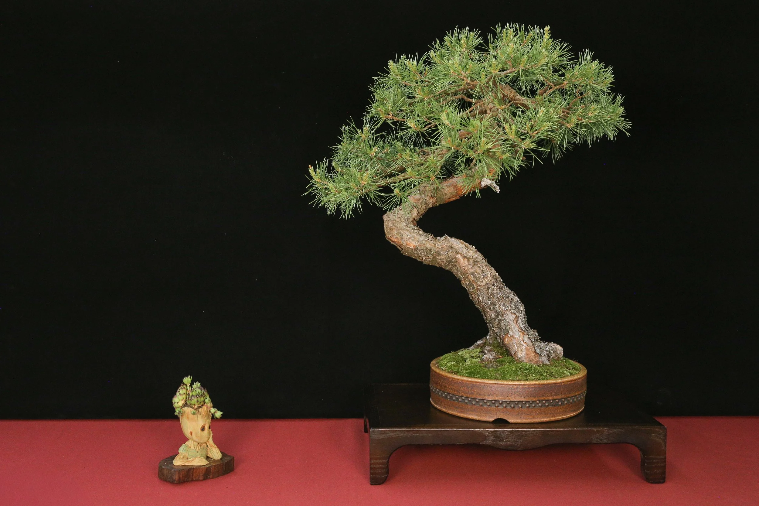 Scotts Pine