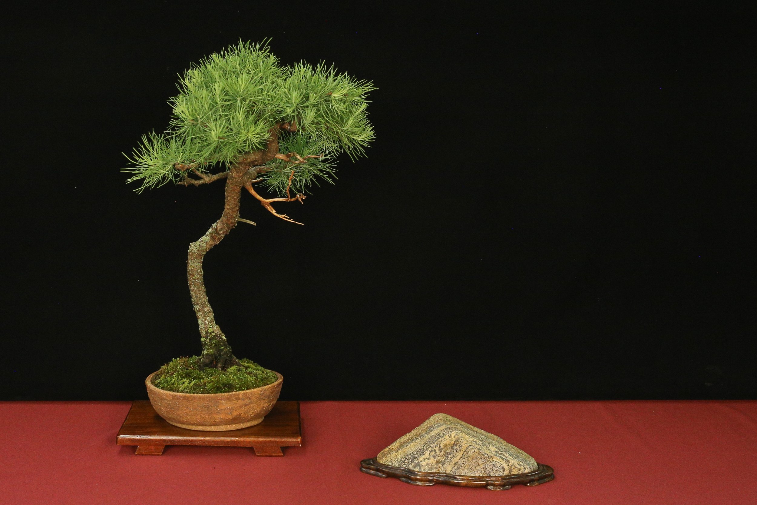 American Larch