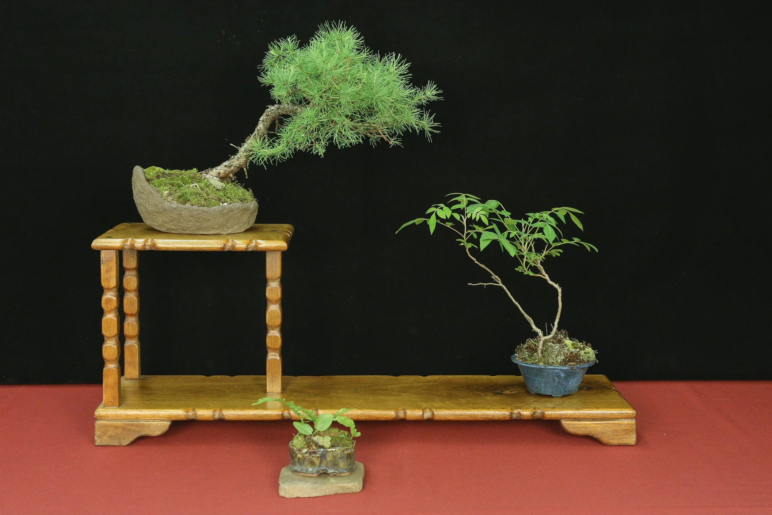 American Larch, Winged Sumac