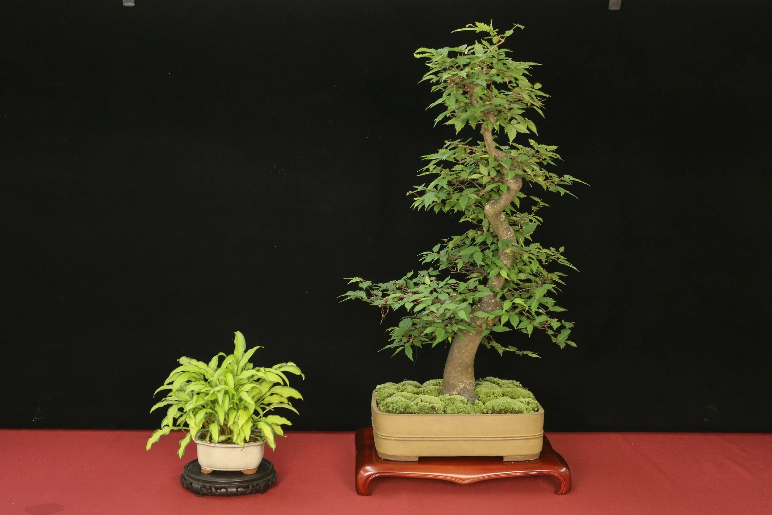 Japanese Zelcova