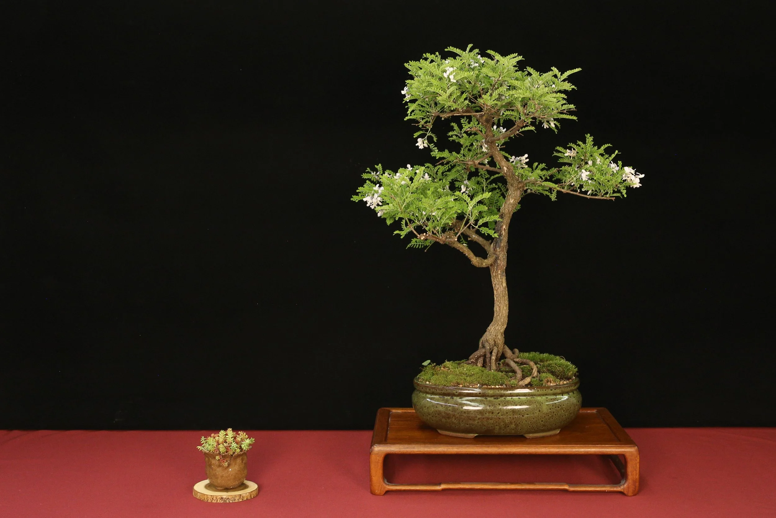 Pagoda Tree
