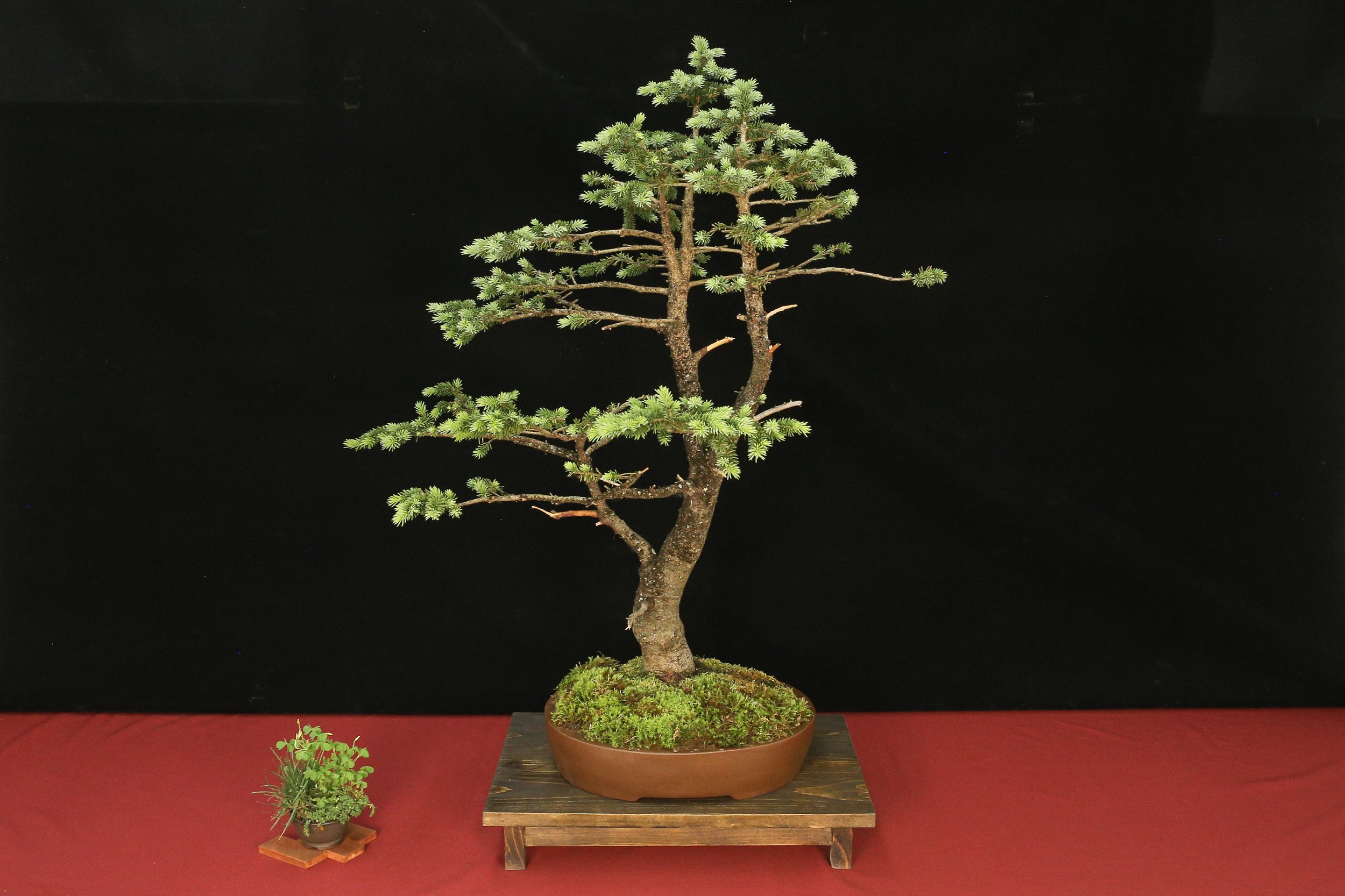 Colorado Blue Spruce